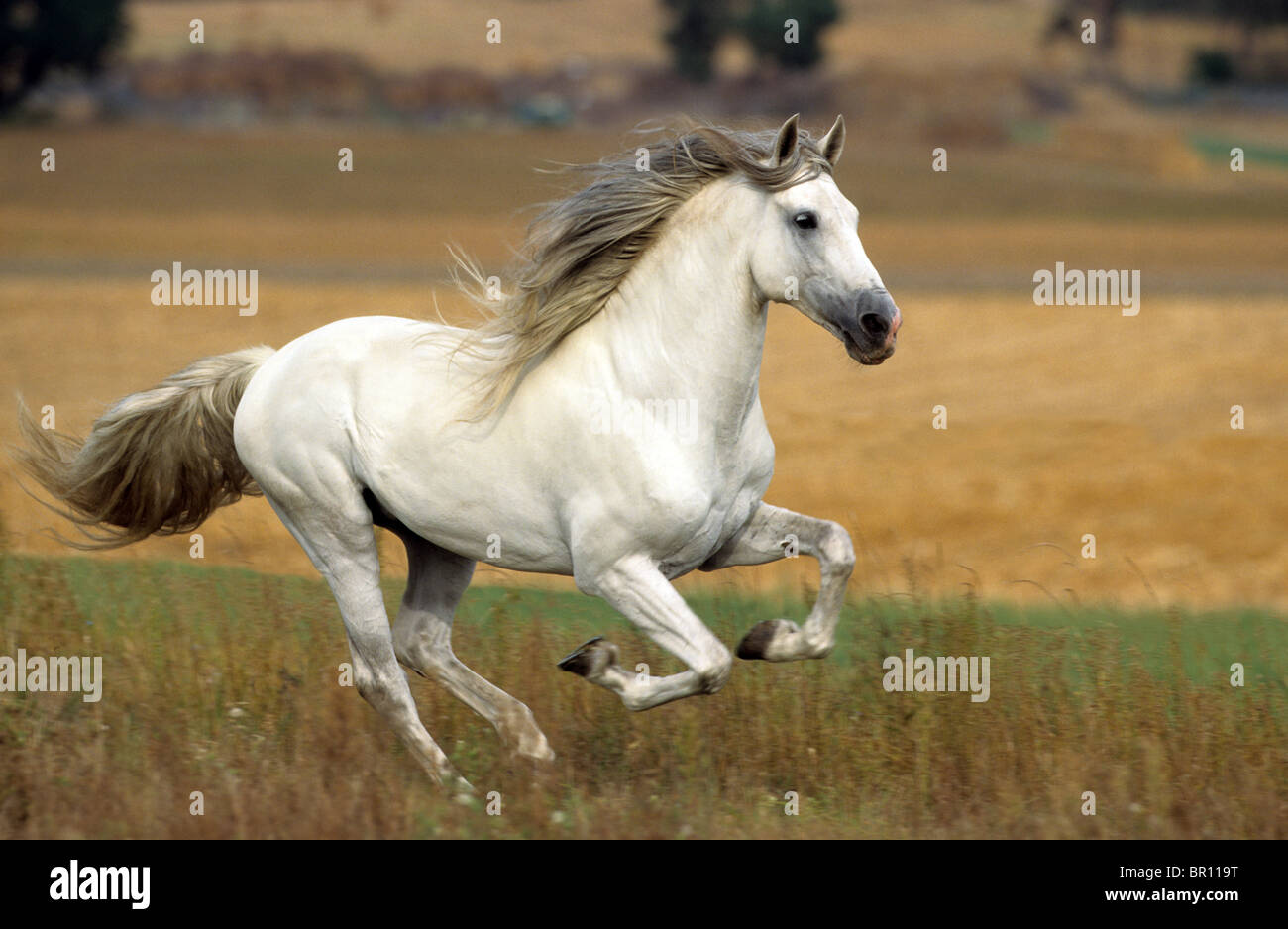 Andalusische Pferd (Equus Caballus), Hengst im Galopp auf einem Feld. Stockfoto
