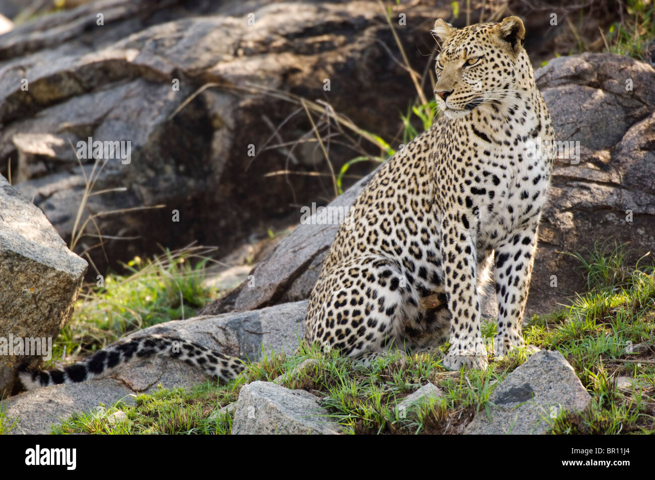 Leopard (Panthera Pardus), Serengeti Nationalpark, Tansania Stockfoto
