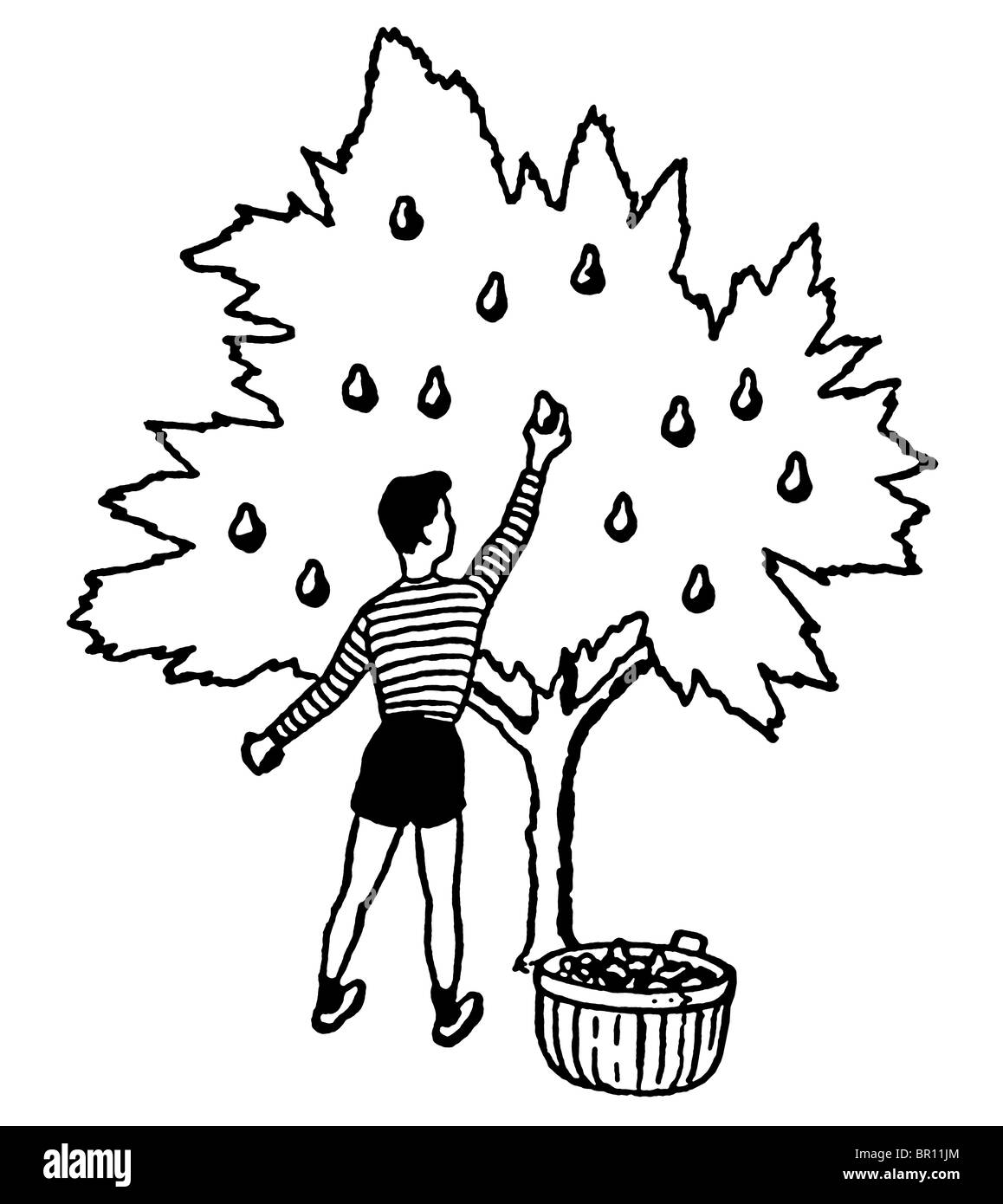 Eine schwarz-weiß Version einer Illustration eines kleinen Jungen, die Äpfel vom Baum pflücken Stockfoto