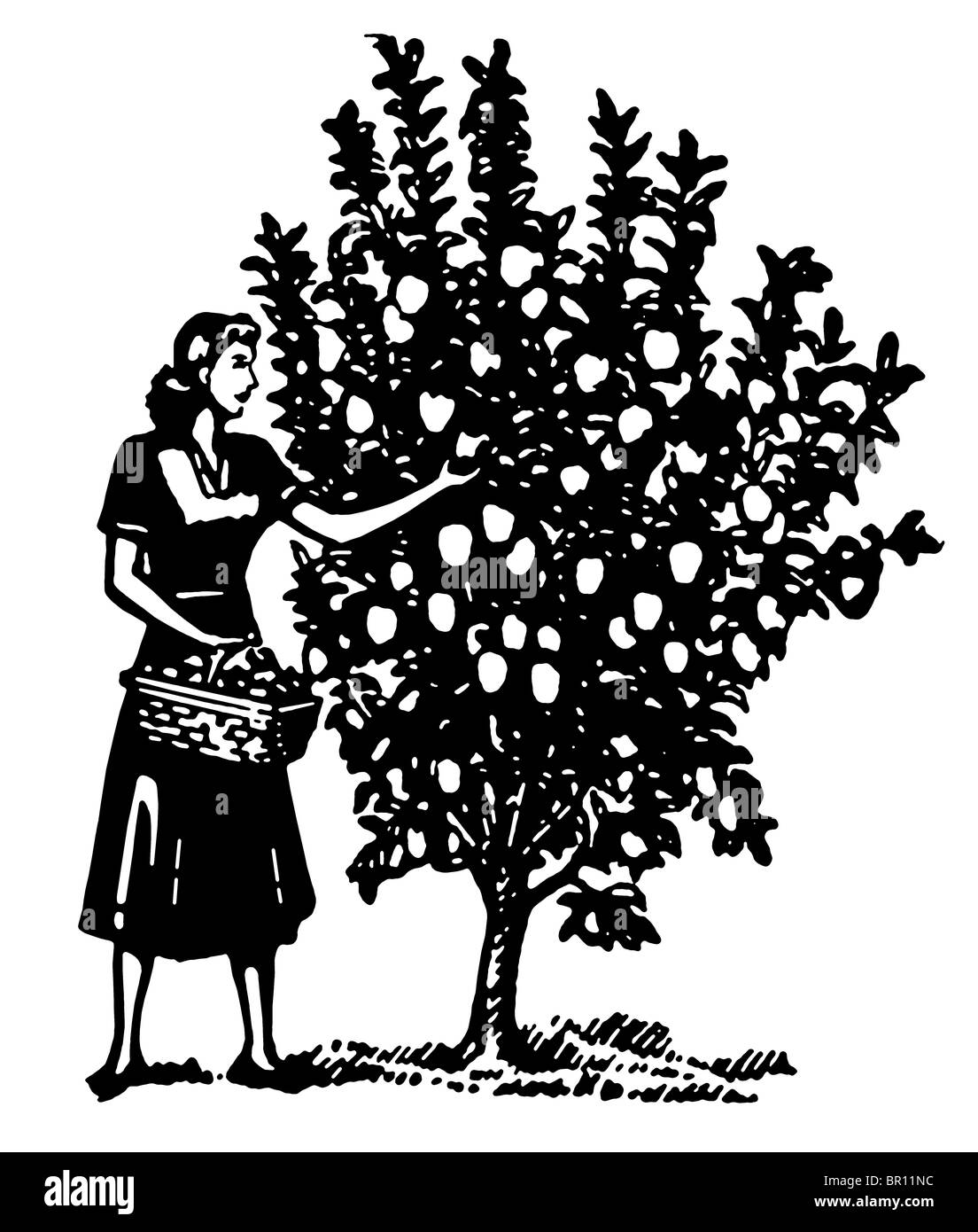 Eine schwarz-weiß Version einer Frau, die Äpfel vom Baum pflücken Stockfoto