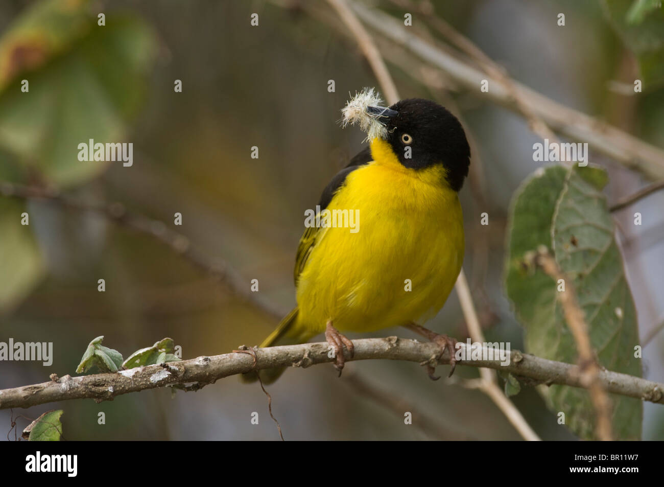 Baglafecht Weber (Ploceus Baglafecht), Ngorongoro Conservation Area, Tansania Stockfoto