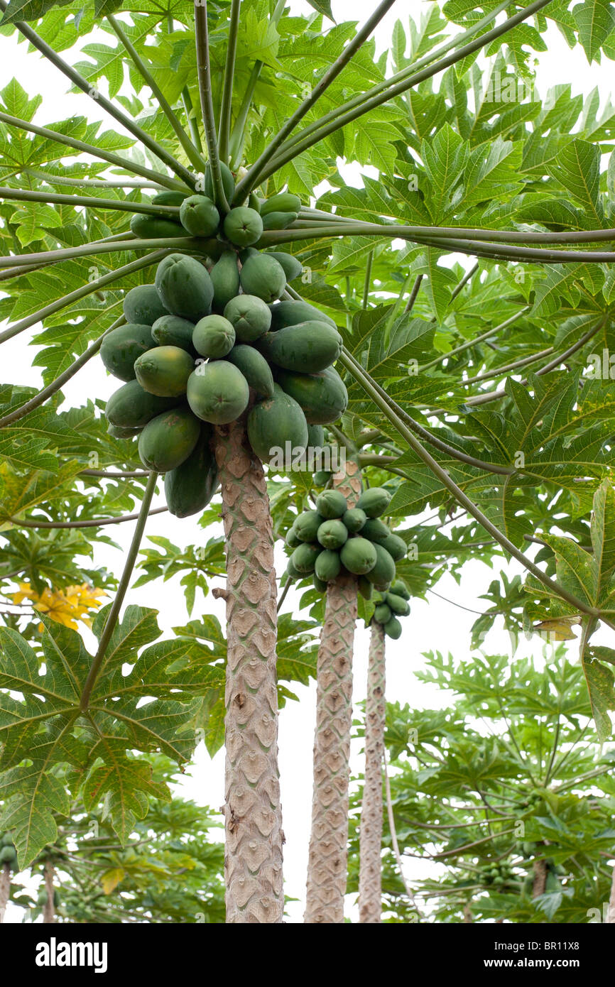 Papaya Baume Mit Fruchten Beladen Eine Reihe Von Carica Papaya Pflanzen Mit Clustern Von Grossen Grunen Fruchten Puna Big Island Hawaii Usa Stockfotografie Alamy