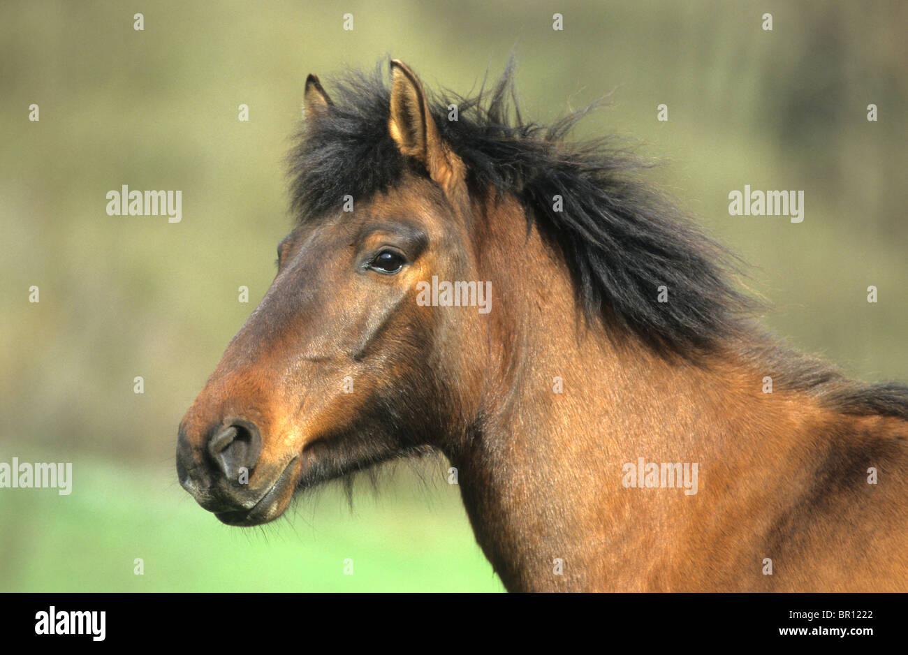 Hucul Pony (Equus Ferus Caballus), Portrait. Stockfoto