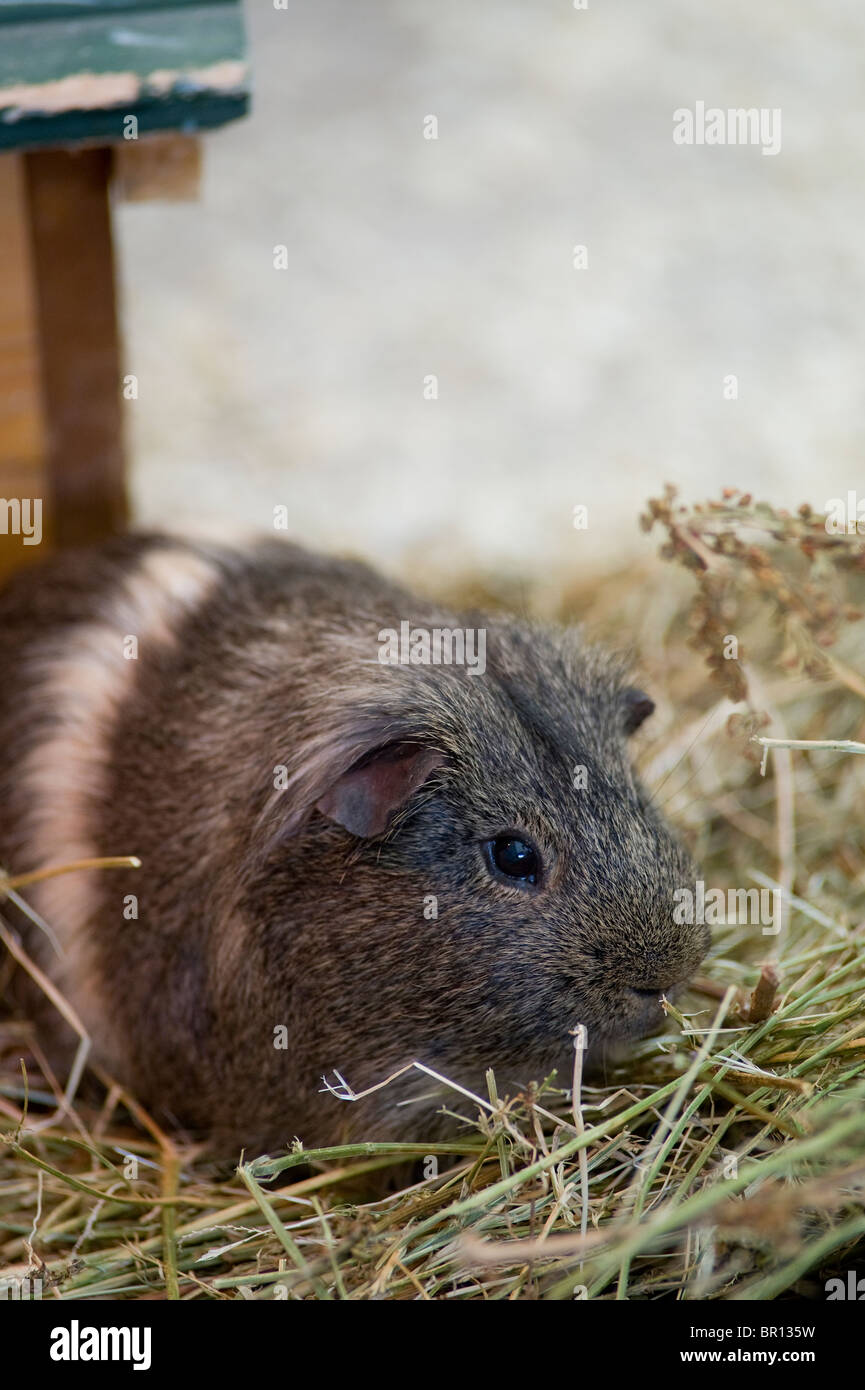 Schuss von einem inländischen Meerschweinchen (Cavia Porcellus) hautnah. Stockfoto