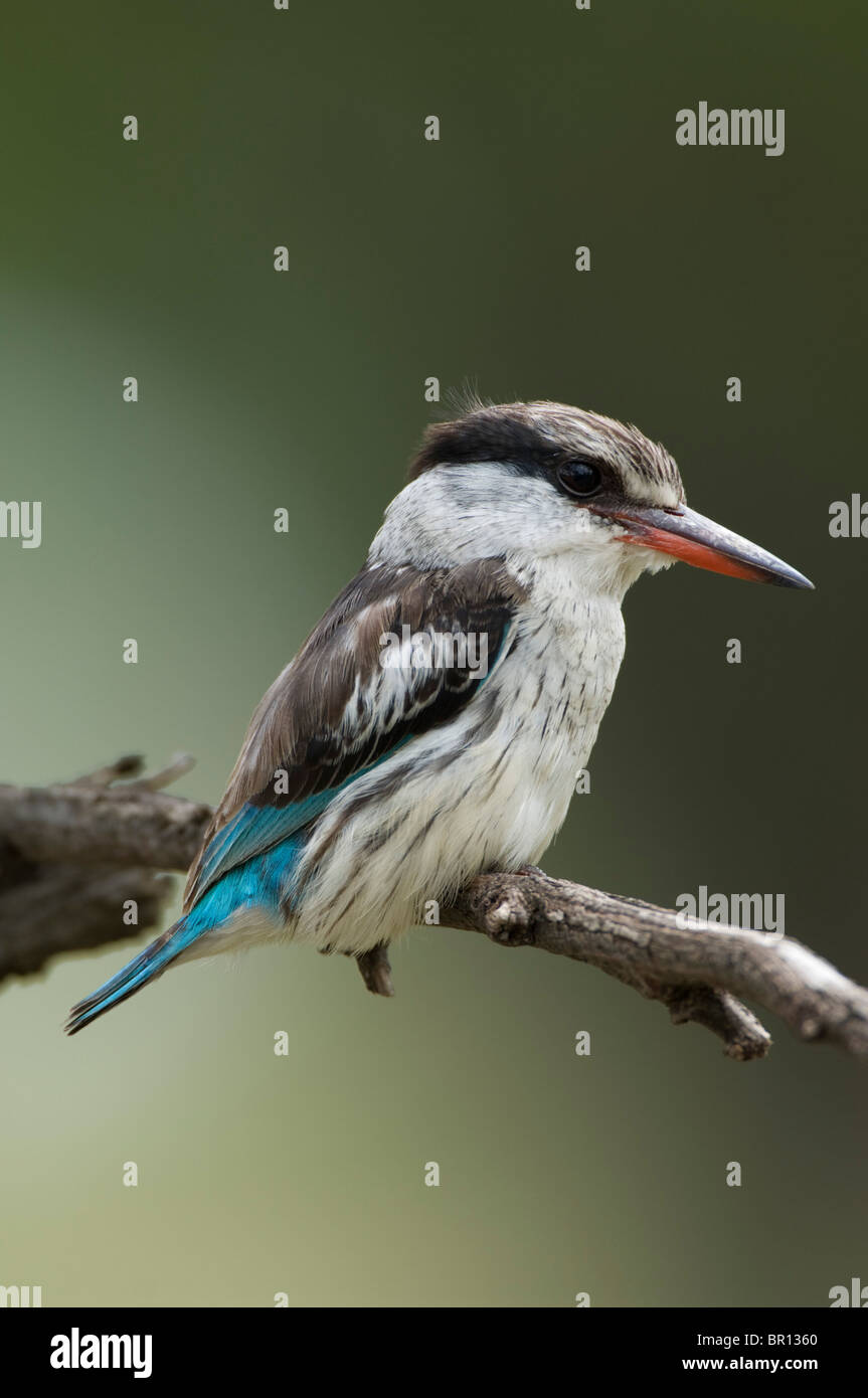 Gestreiftes Kingfisher (Halcyon Chelicuti), Serengeti Nationalpark, Tansania Stockfoto