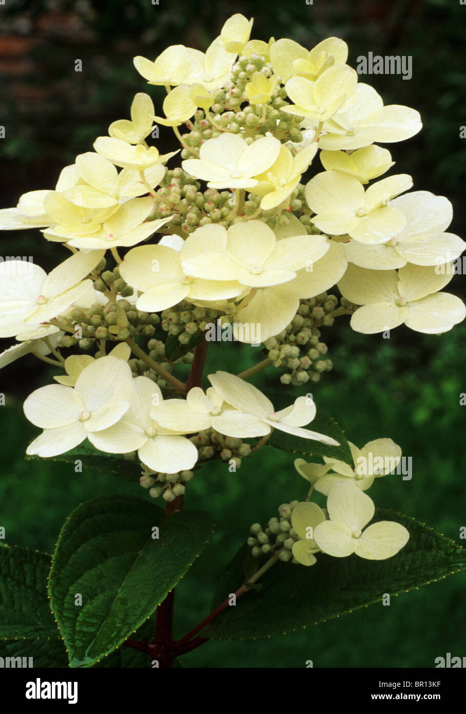 Hydrangea Macrophylla 'Early Sensation' cremige weiße Blume Blumen Garten Pflanzen Stockfoto