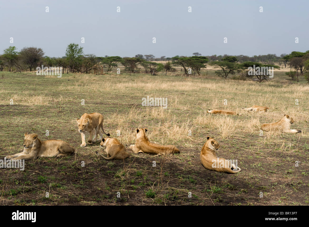 Stolz der Löwen (Panthero Leo), Serengeti Nationalpark, Tansania Stockfoto