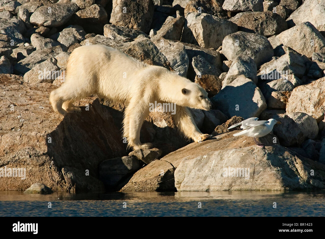 Eisbär (Ursus Maritimus) zu Fuß über Felsen am Meeresufer Stockfoto