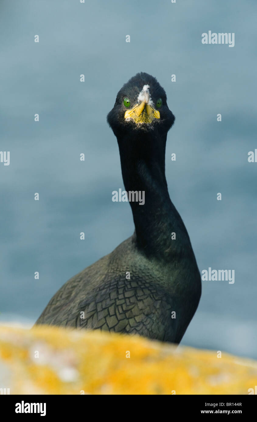 Shag oder gemeinsame Shag (Phalacrocorax Aristotelis) Saltee Inseln, County Wexford, Irland Stockfoto
