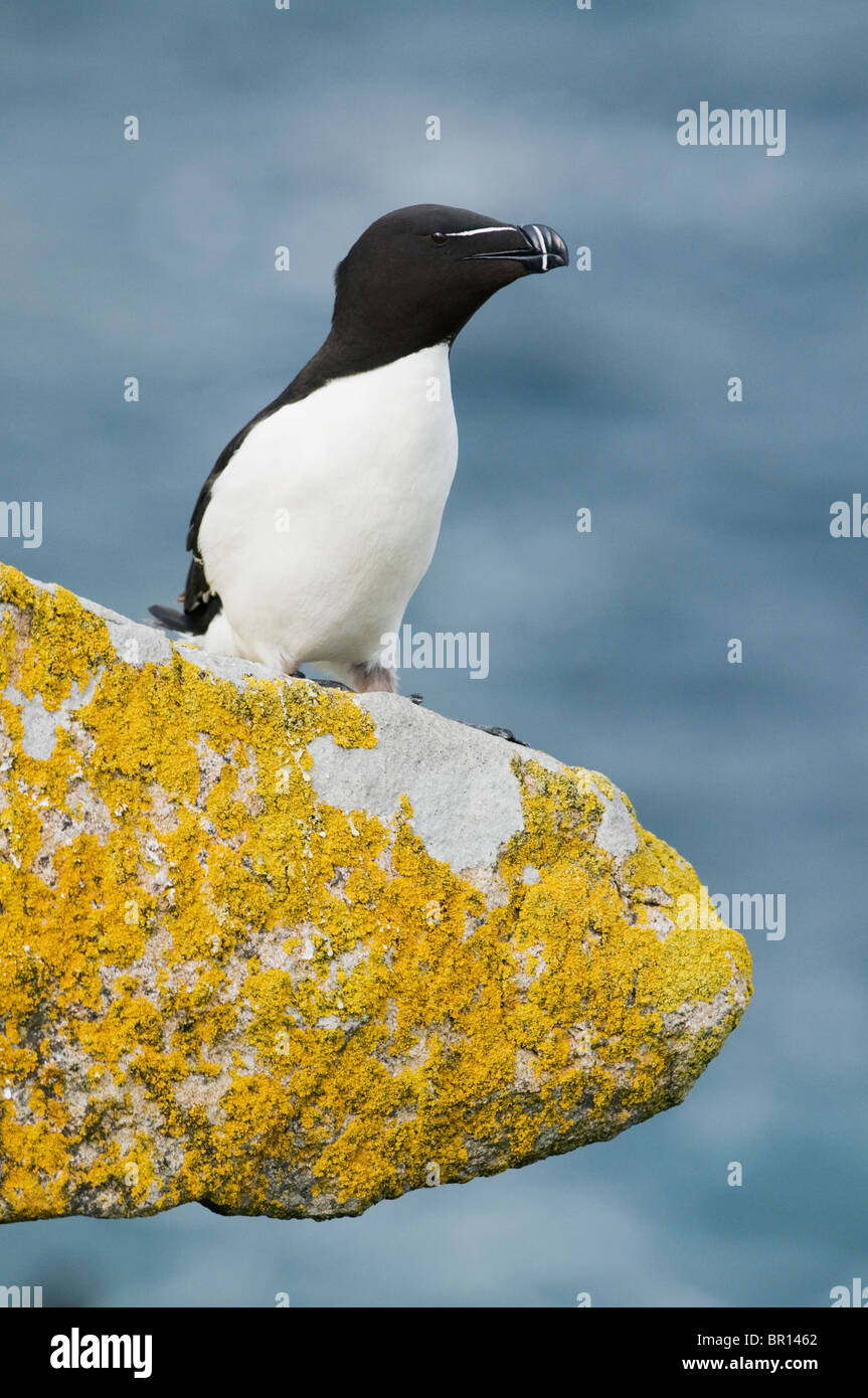 Tordalk (Alca Torda) Saltee Inseln, County Wexford, Irland Stockfoto