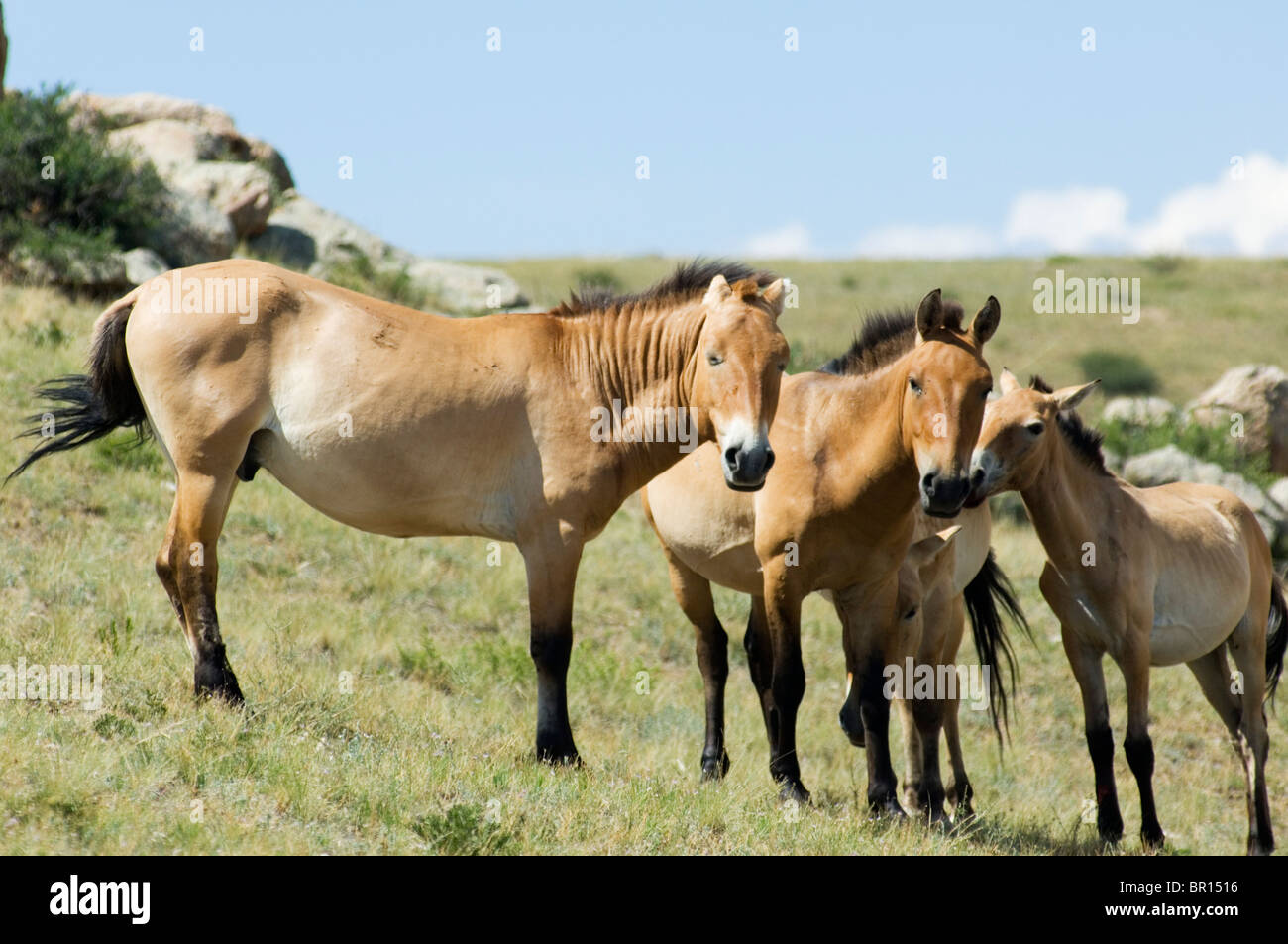 Wilde Pferde, Hustai Nationalpark, Mongolei Stockfoto