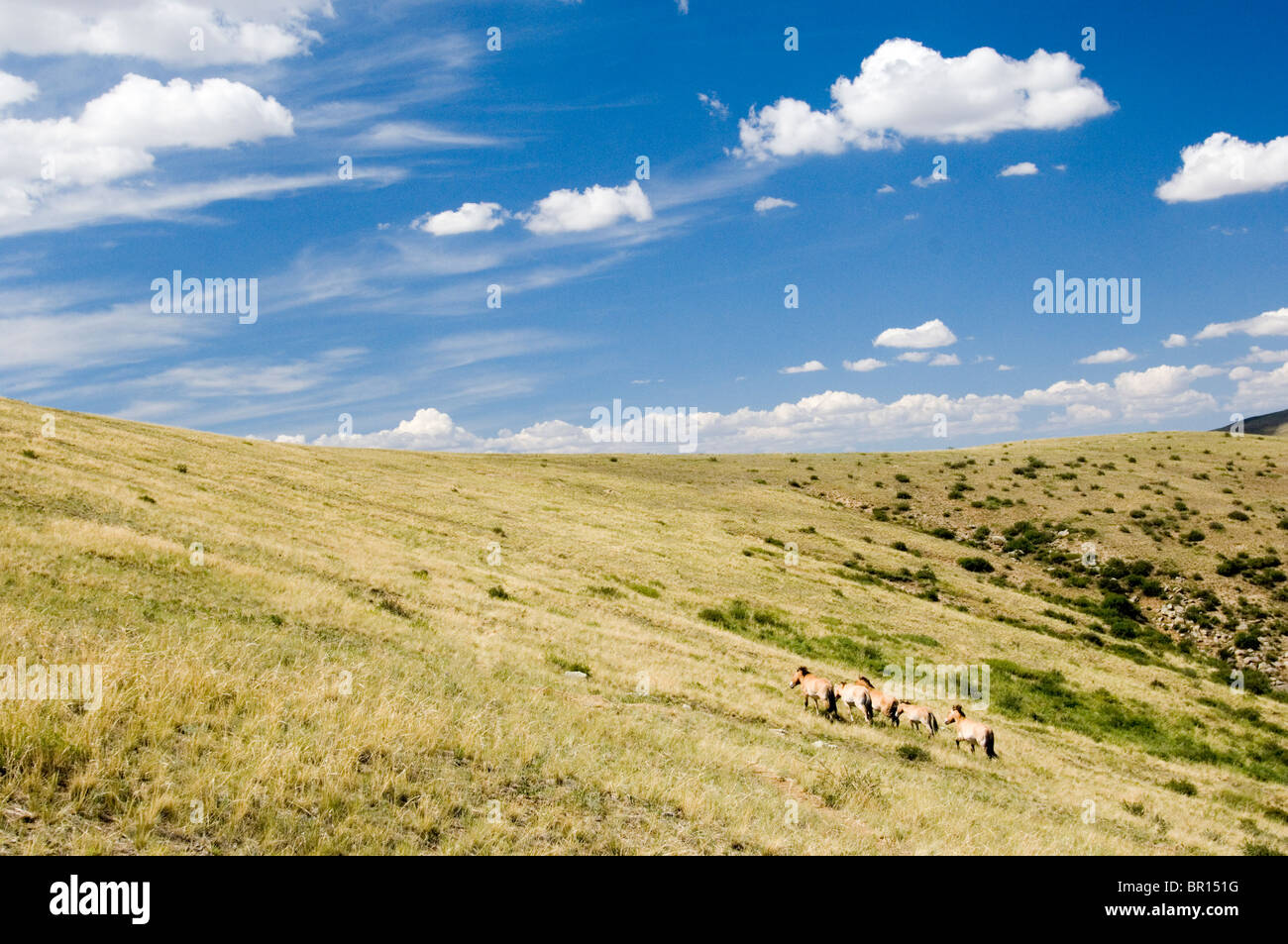 Wilde Pferde, Hustai Nationalpark, Mongolei Stockfoto