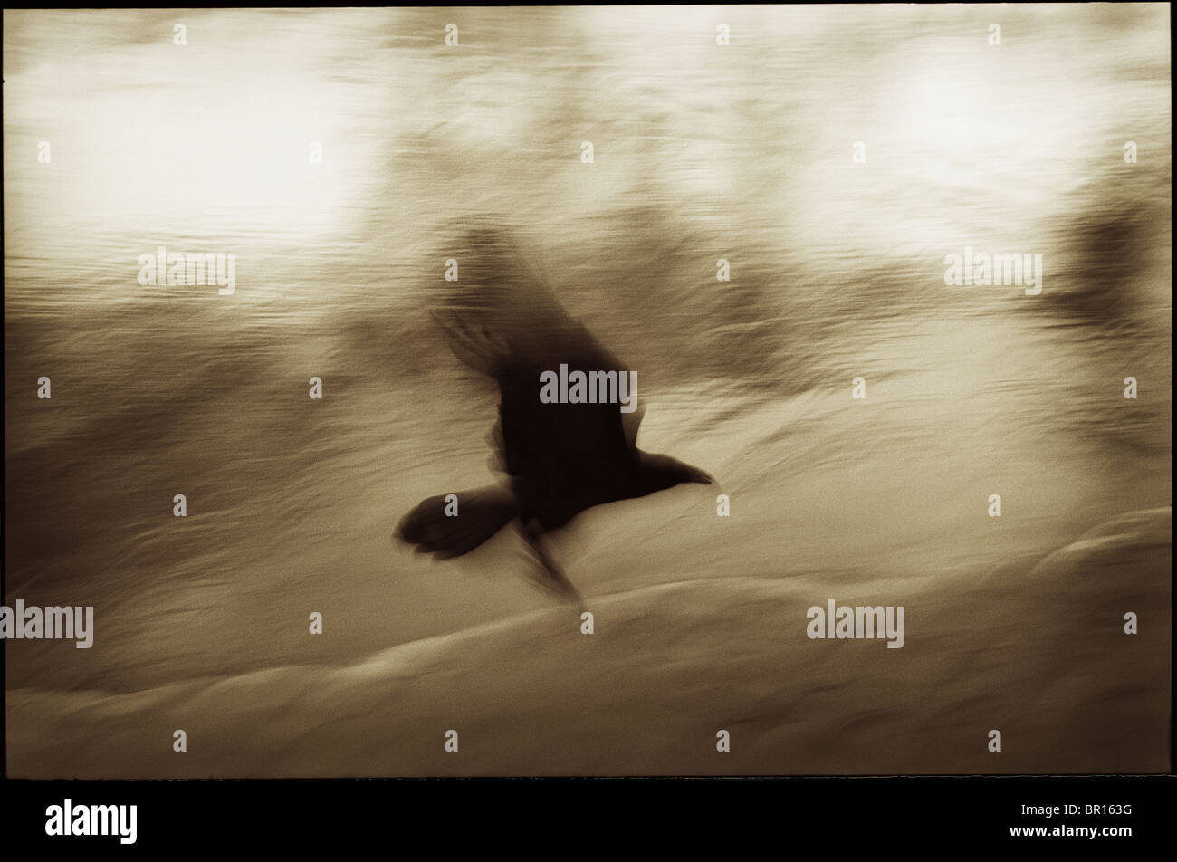 Ein Rabe fliegt am Ufer des Colorado River im Grand Canyon Nationalpark in Arizona. (Motion Blur) Stockfoto