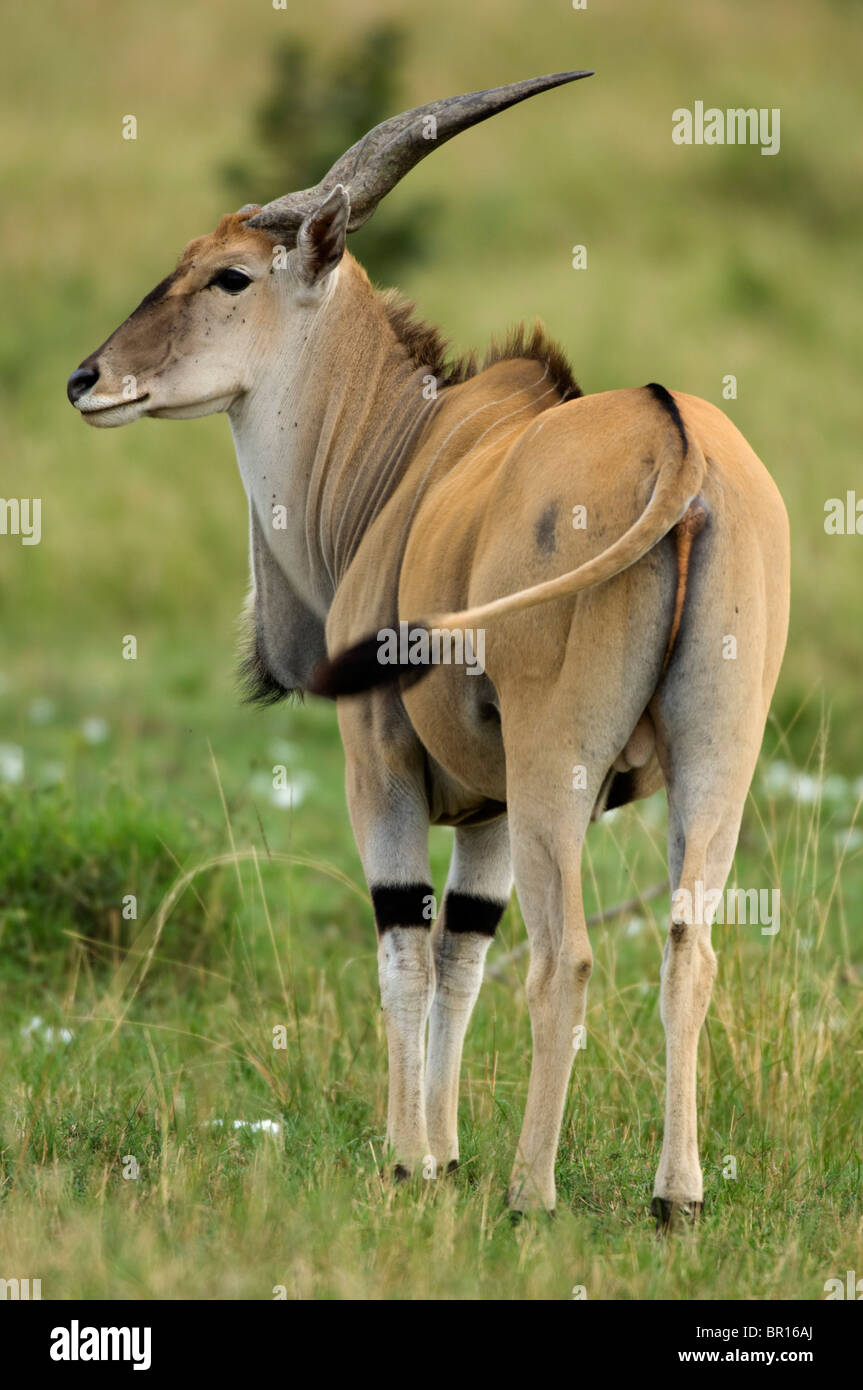 Gemeinsame Eland (Tragelaphus Oryx), Serengeti Nationalpark, Tansania Stockfoto