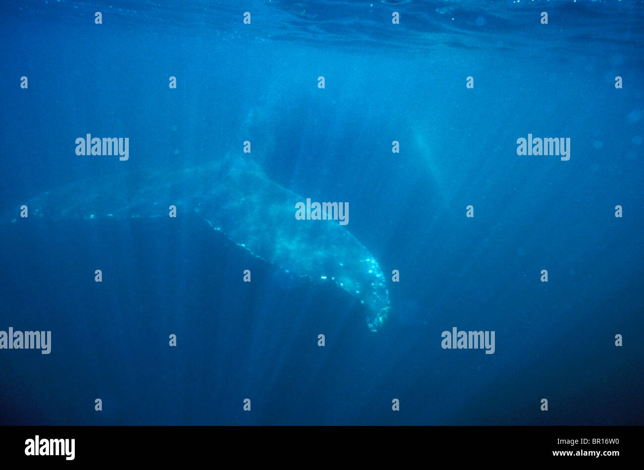 Das Fluke eine Buckelwal-Underwter in den Golf von Maine, Maine. Stockfoto