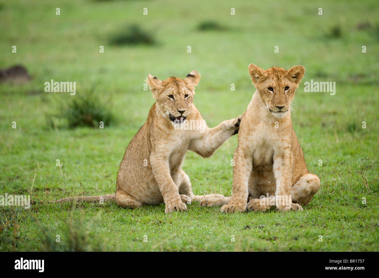 Löwenbabys spielen (Panthero Leo), Serengeti Nationalpark, Tansania Stockfoto