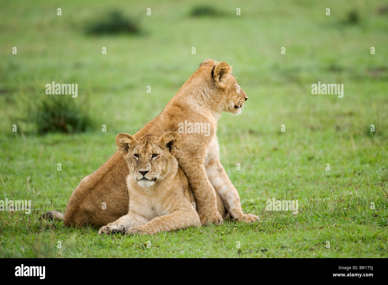 Löwenbabys spielen (Panthero Leo), Serengeti Nationalpark, Tansania Stockfoto