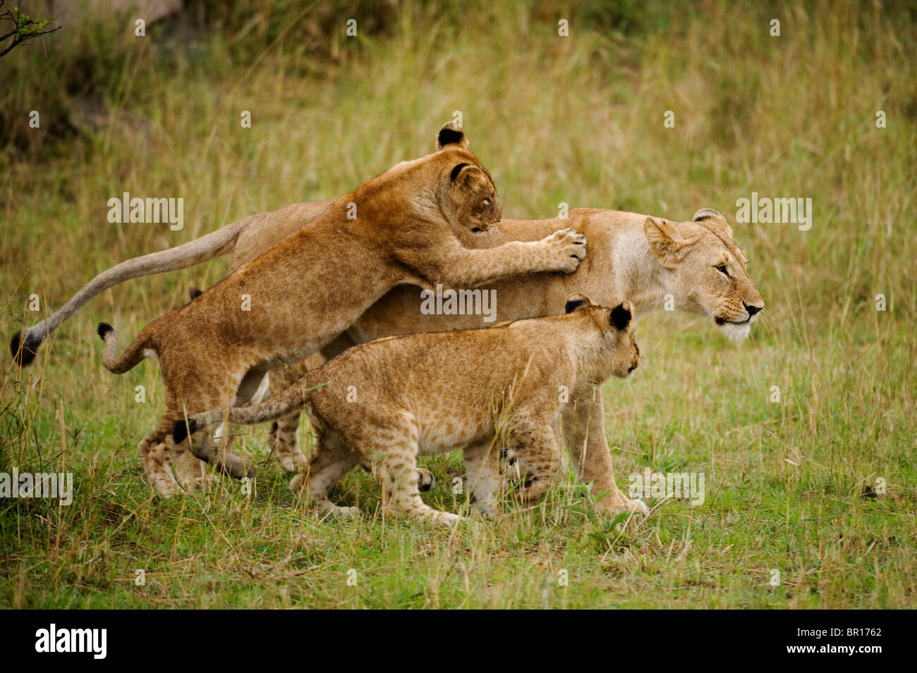 Löwen spielen mit jungen (Panthero Leo), Serengeti Nationalpark, Tansania Stockfoto
