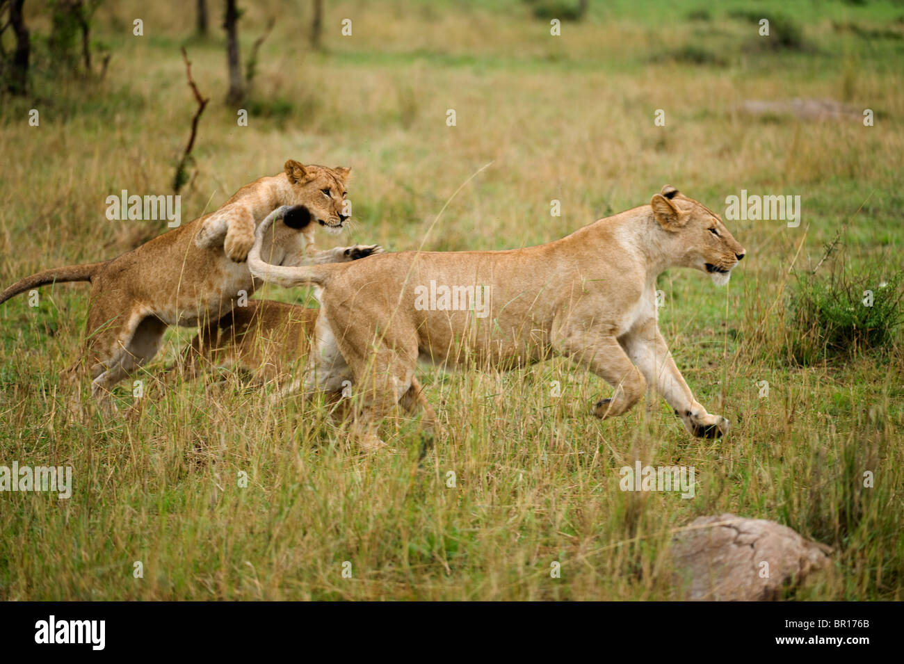 Löwen spielen mit jungen (Panthero Leo), Serengeti Nationalpark, Tansania Stockfoto