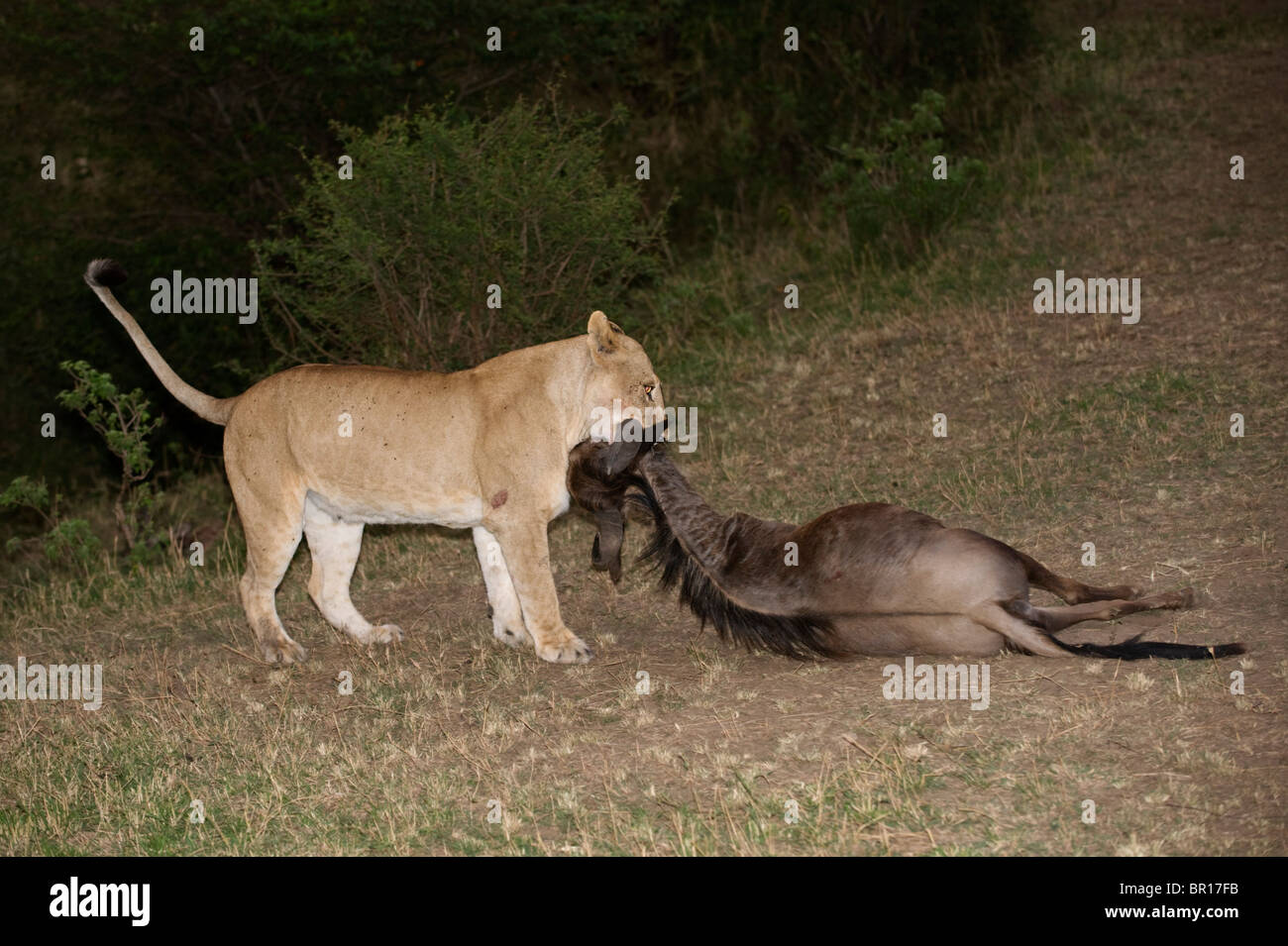 Löwe auf einem Kill (Panthero Leo), Serengeti Nationalpark, Tansania Stockfoto