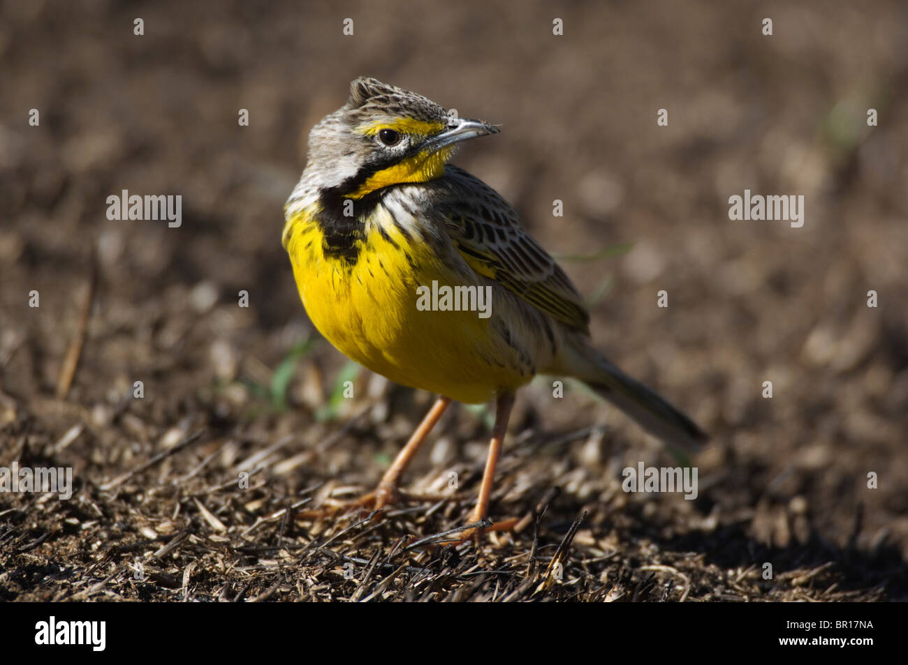 Gelb-throated Longclaw (Macronyx Croceus), Serengeti Nationalpark, Tansania Stockfoto