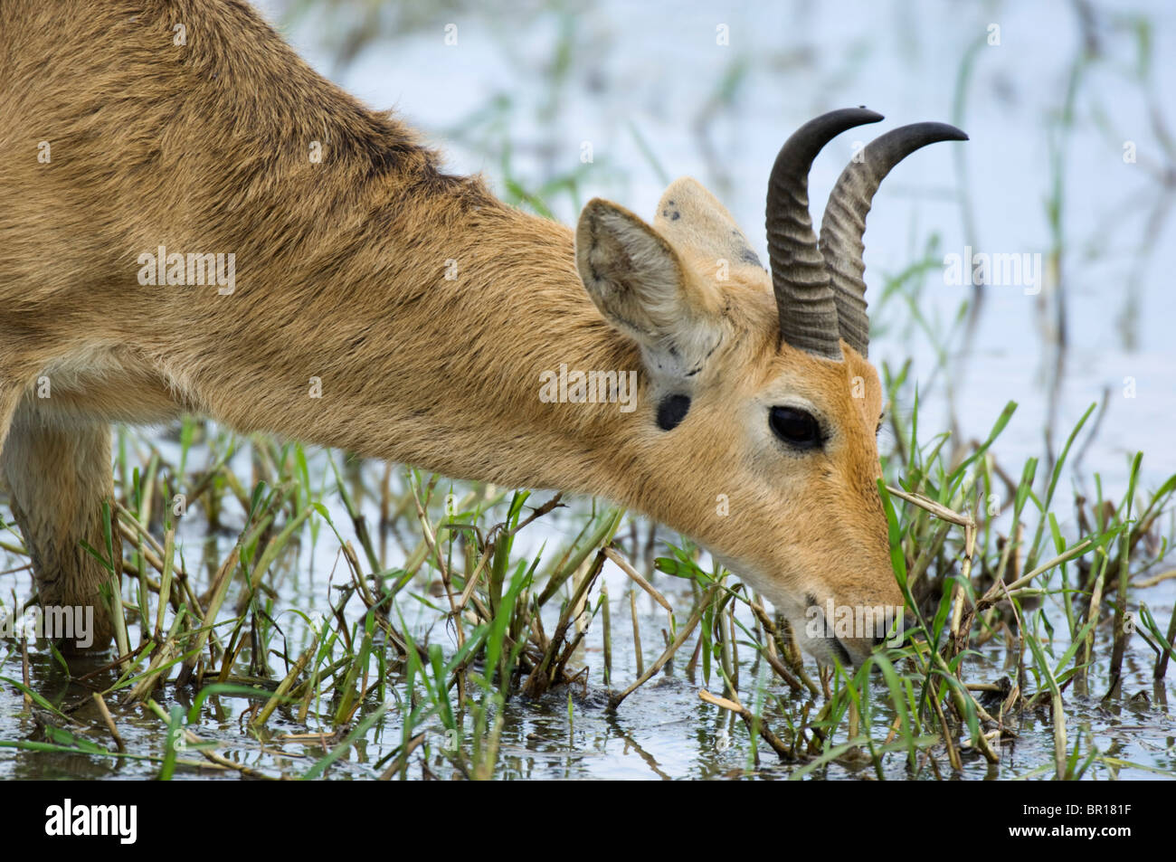 Bohor andere waten durch den Sumpf (Redunca Redunca), Serengeti Nationalpark, Tansania Stockfoto