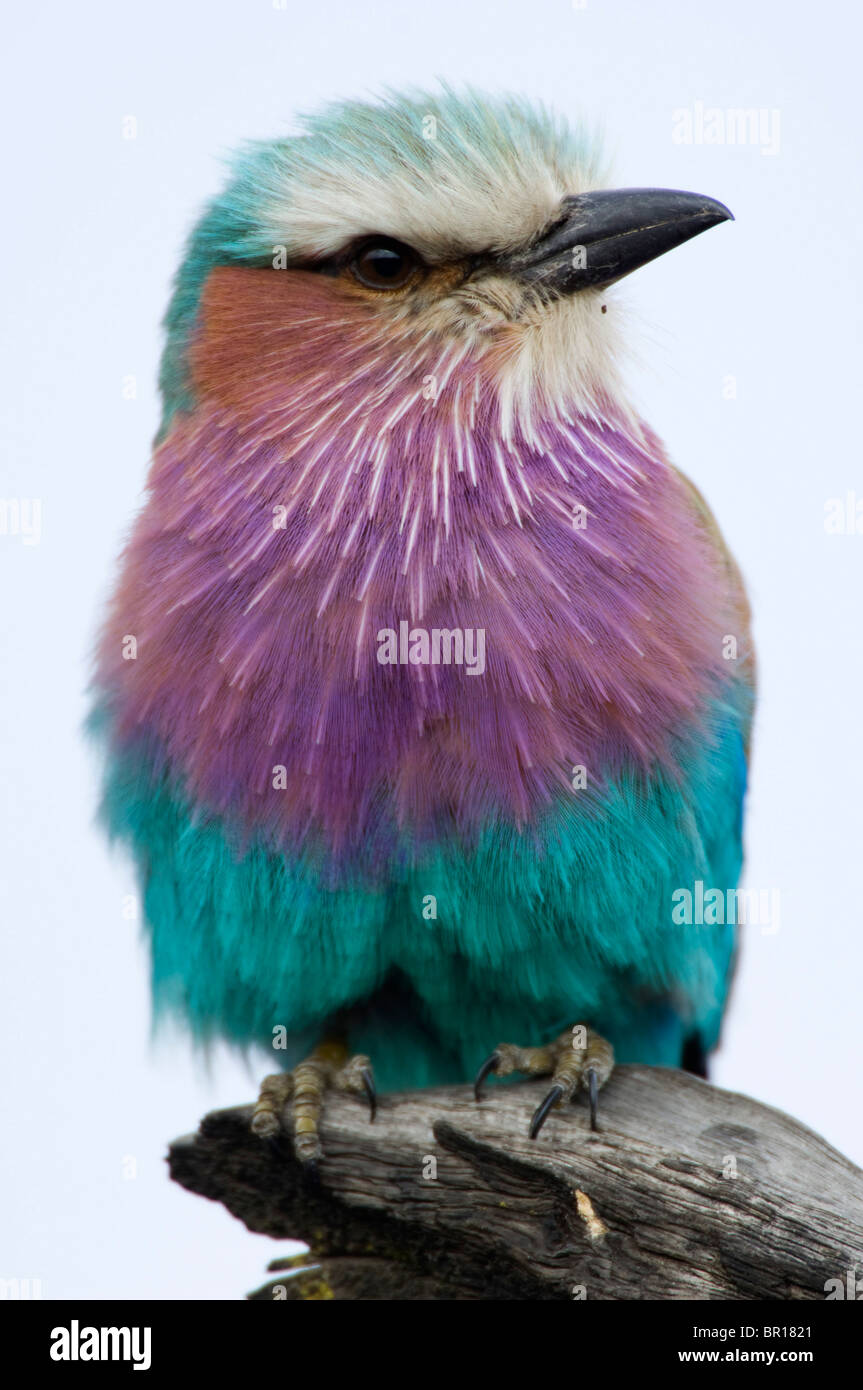 Lilac-breasted Roller (Coracias Caudatus), Serengeti Nationalpark, Tansania Stockfoto