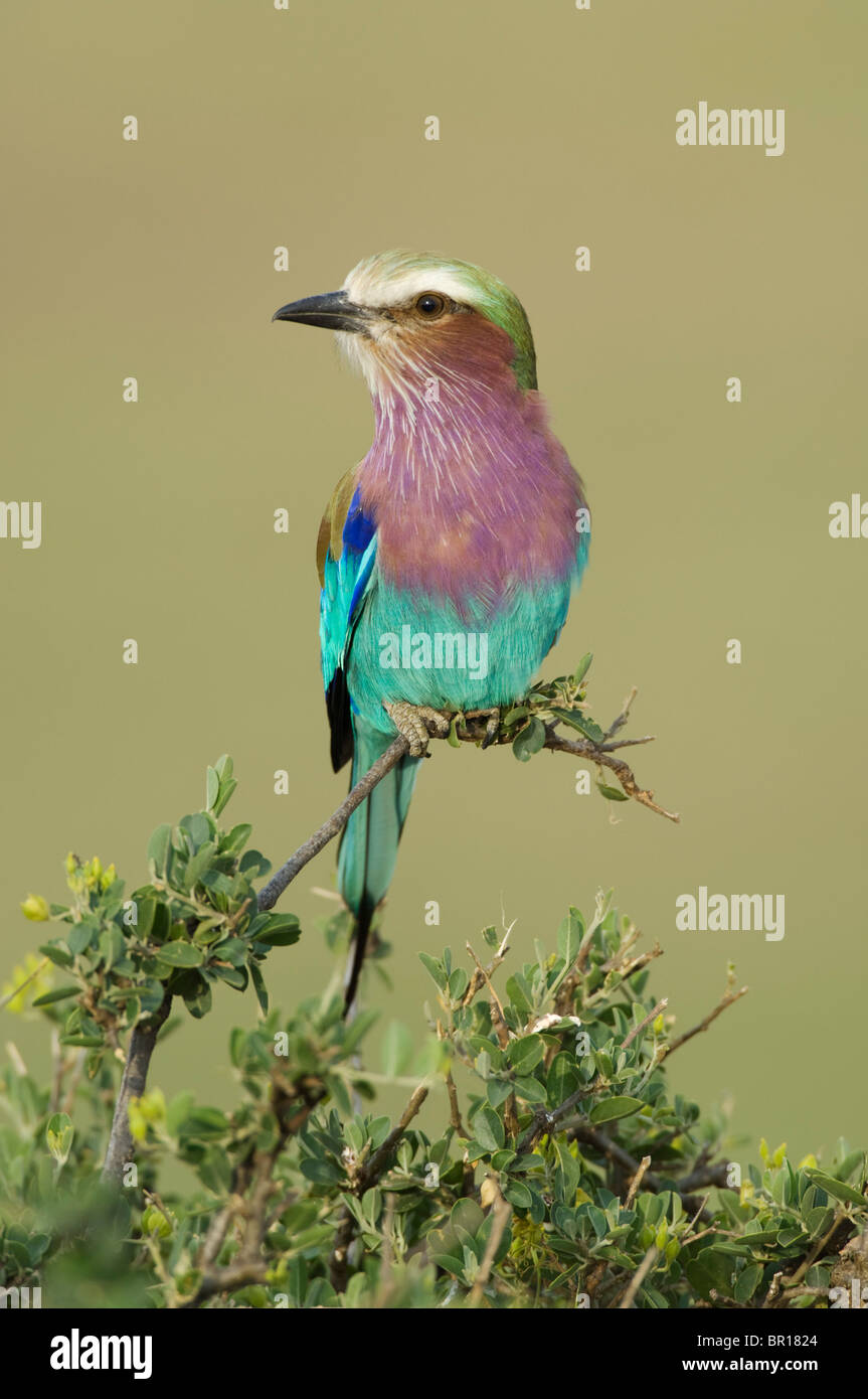 Lilac-breasted Roller (Coracias Caudatus), Serengeti Nationalpark, Tansania Stockfoto