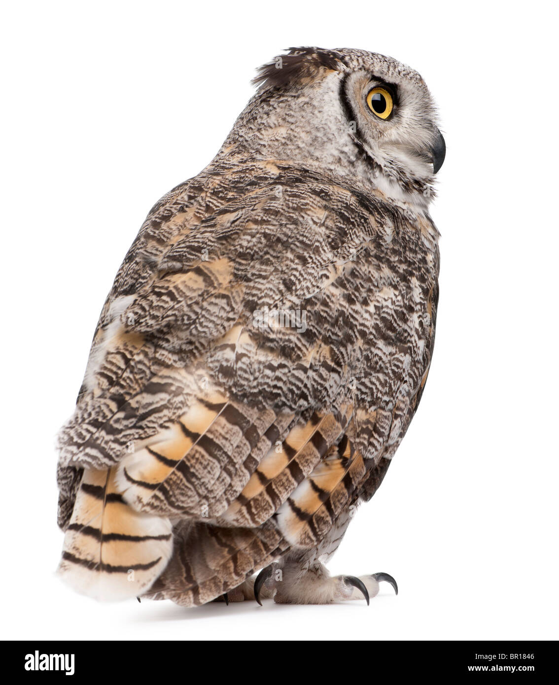 Rückansicht des große gehörnte Eule, Bubo Virginianus Subarcticus, vor weißem Hintergrund Stockfoto