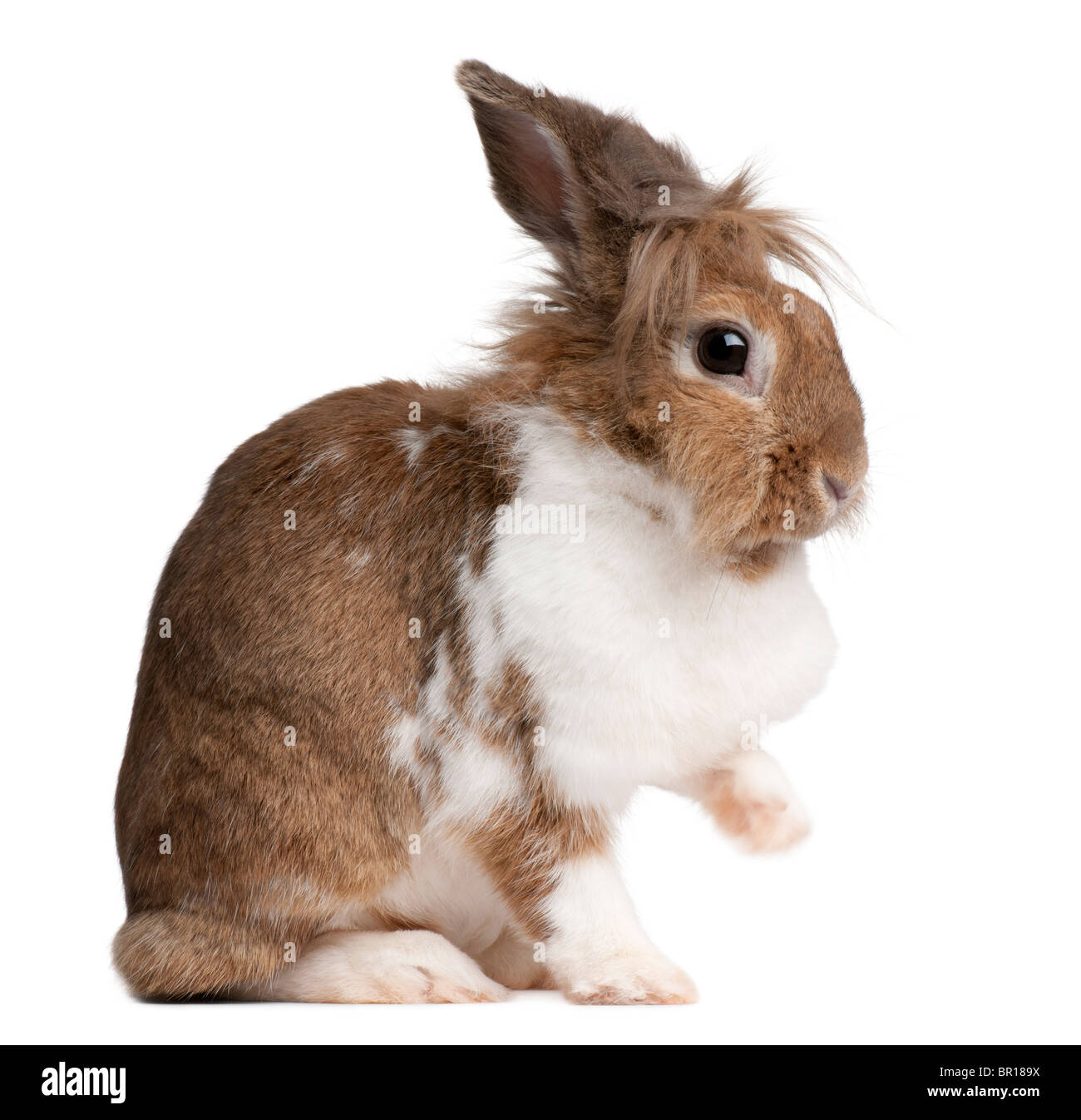 Porträt eines europäischen Kaninchen Oryctolagus Cuniculus, sitzen vor weißem Hintergrund Stockfoto