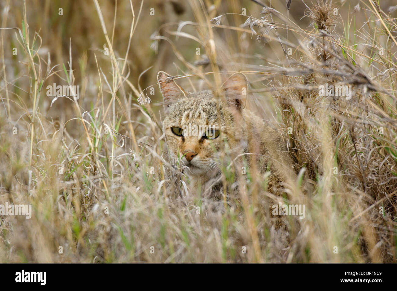 Afrikanische Wildkatze (Felis Silvestris), Serengeti Nationalpark, Tansania Stockfoto