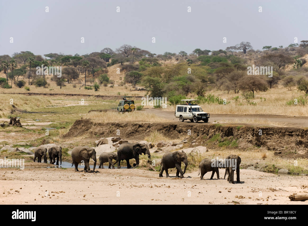 Safari-Fahrzeug mit afrikanischen Elefanten (Loxodonta Africana Africana), Tarangire Nationalpark, Tansania Stockfoto