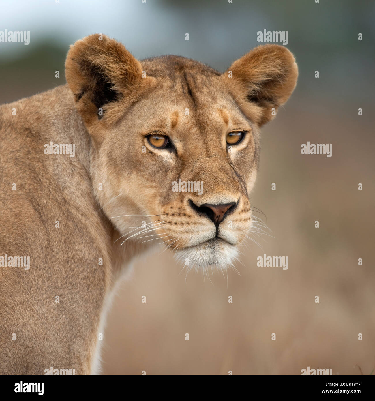 Nahaufnahme der Löwin im Serengeti, Tansania, Afrika Stockfoto