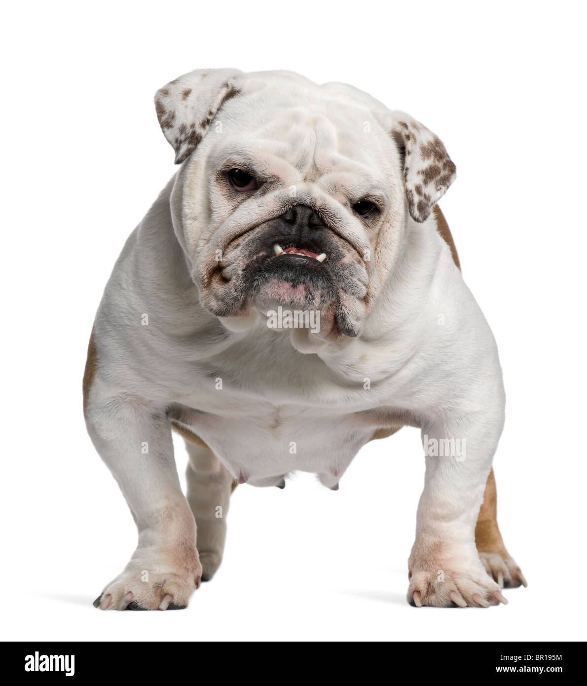 Englische Bulldogge, 5 Jahre alt, steht man vor weißem Hintergrund Stockfoto