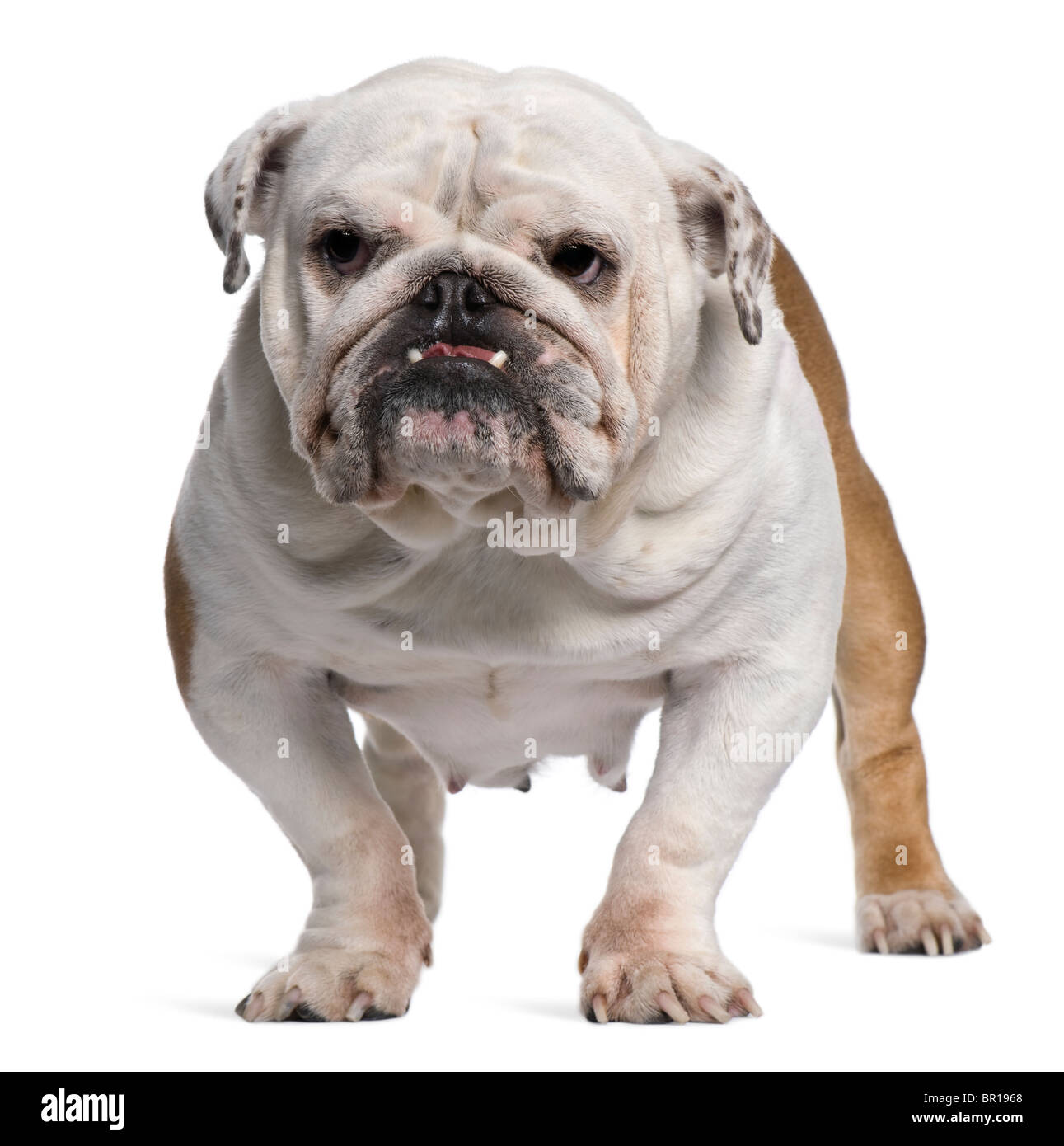 Englische Bulldogge, 5 Jahre alt, steht man vor weißem Hintergrund Stockfoto