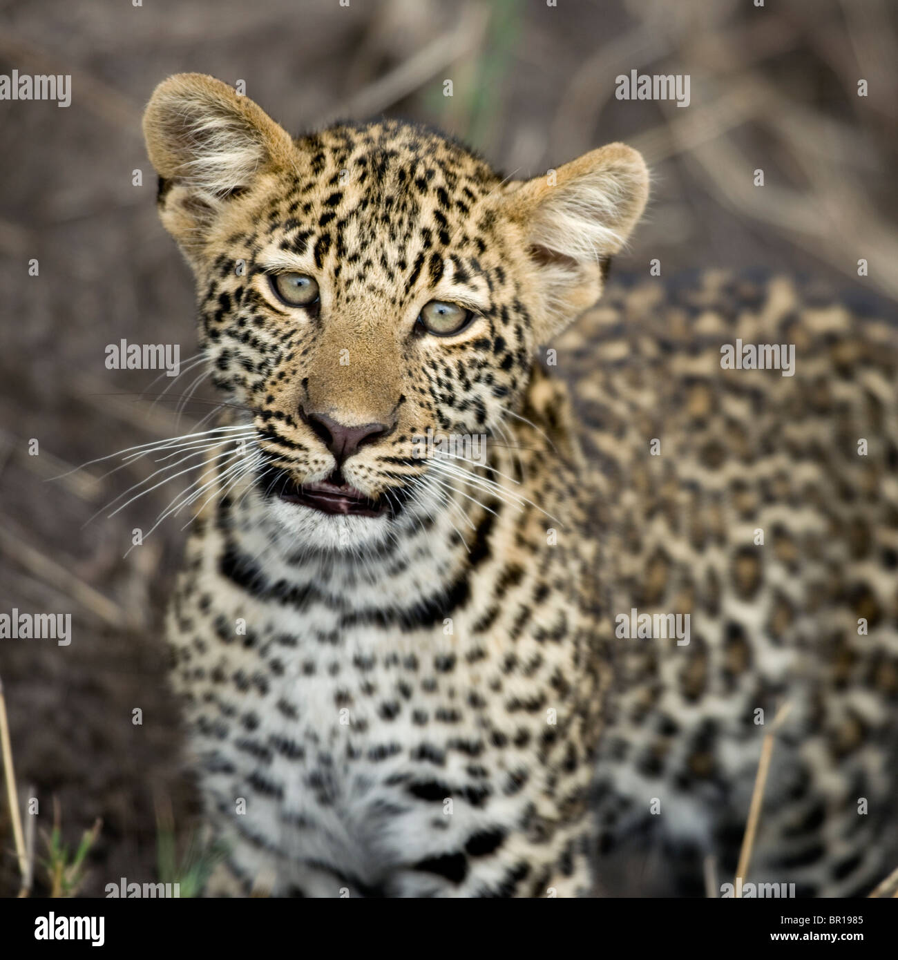 Junge Leoparden in Serengeti, Tansania, Afrika Stockfoto