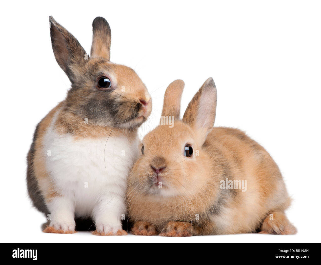Porträt der Europäischen Kaninchen, Oryctolagus Cuniculus, sitzen vor weißem Hintergrund Stockfoto