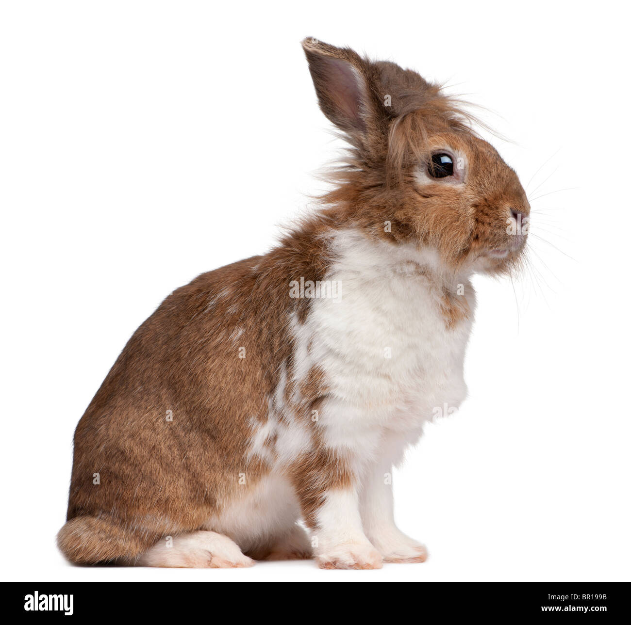 Porträt eines europäischen Kaninchen Oryctolagus Cuniculus, sitzen vor weißem Hintergrund Stockfoto