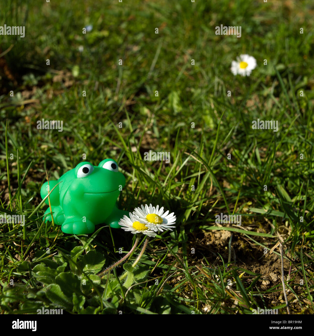 Kunststoff-Frosch in einem Feld von Gänseblümchen. Stockfoto