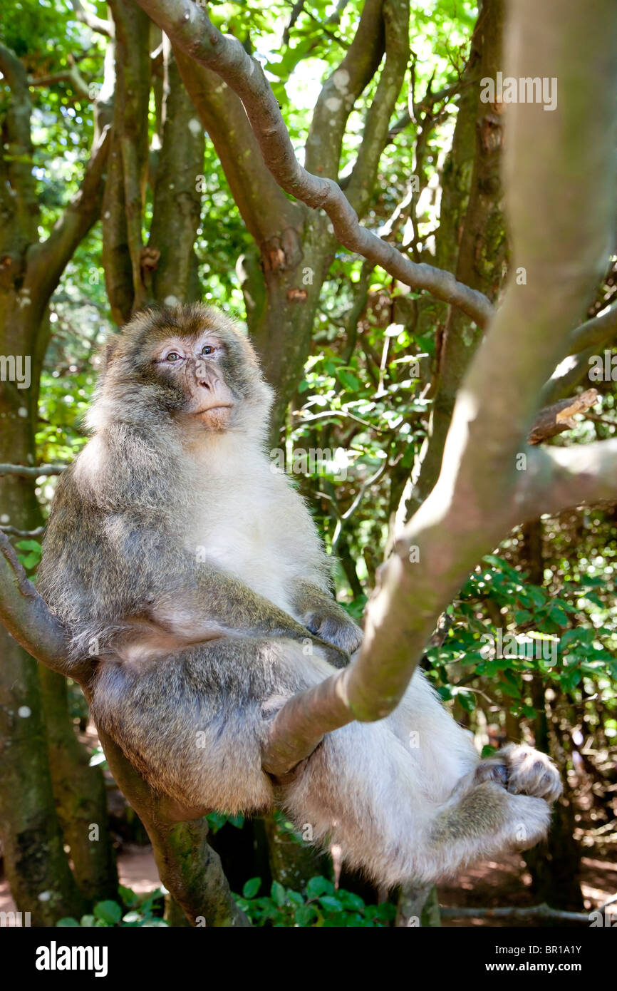 Berberaffe (Macaca Sylvanus) Affe sitzt in einem Baum Stockfoto