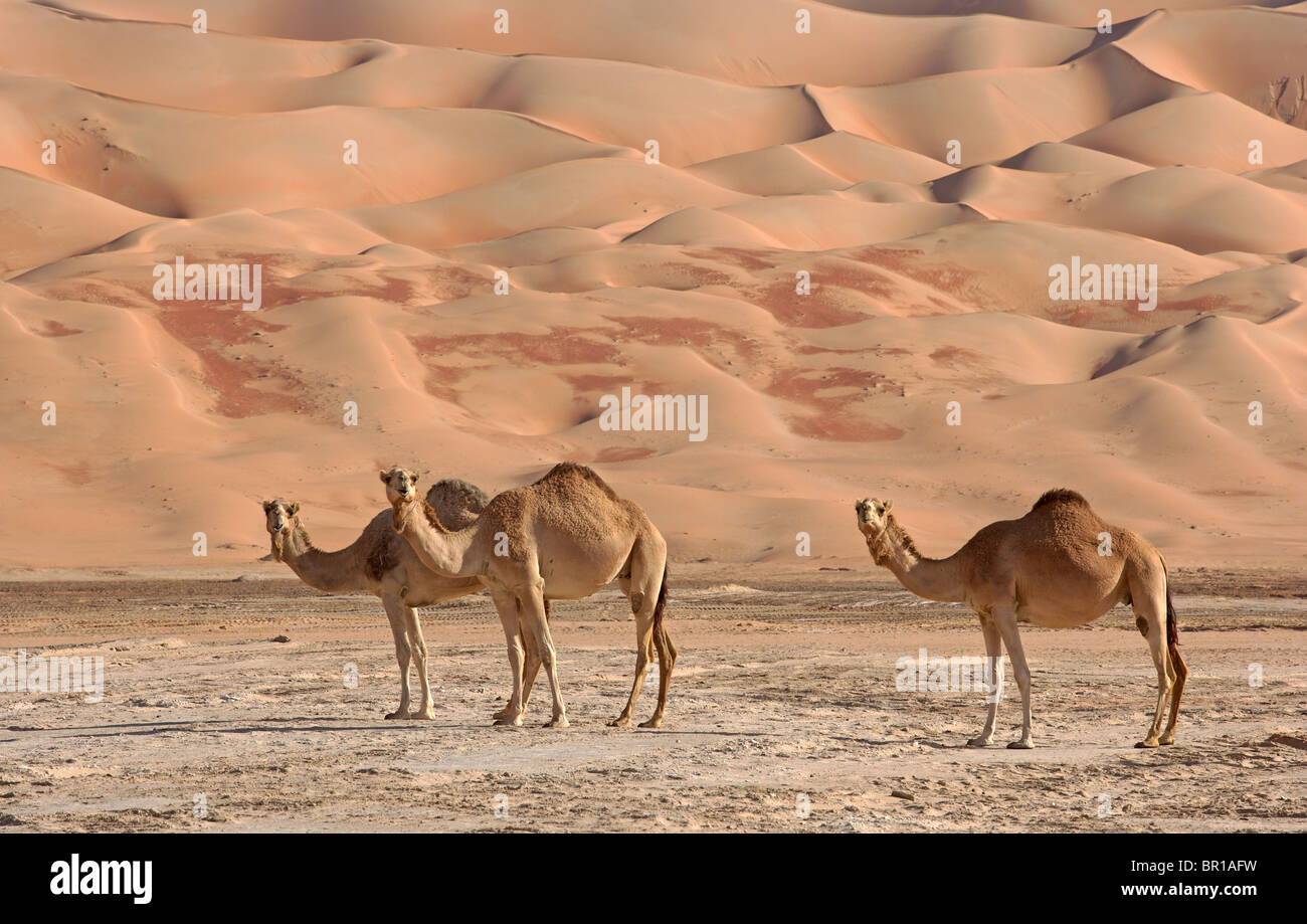Arabian camel saudi arabia -Fotos und -Bildmaterial in hoher Auflösung ...