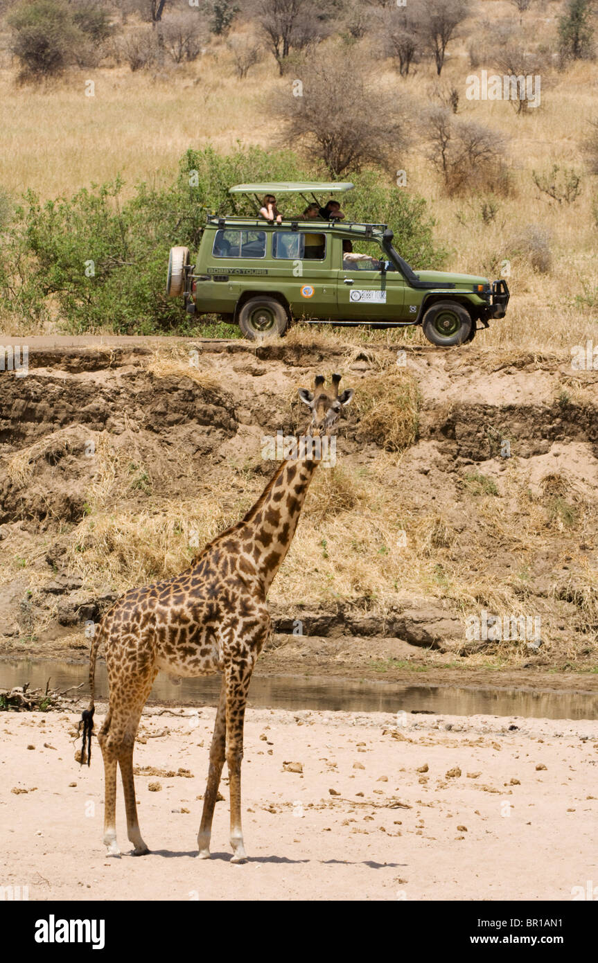 Safari-Fahrzeug mit Maasai Giraffe (Giraffa Plancius Tippelskirchi), Tarangire Nationalpark, Tansania Stockfoto