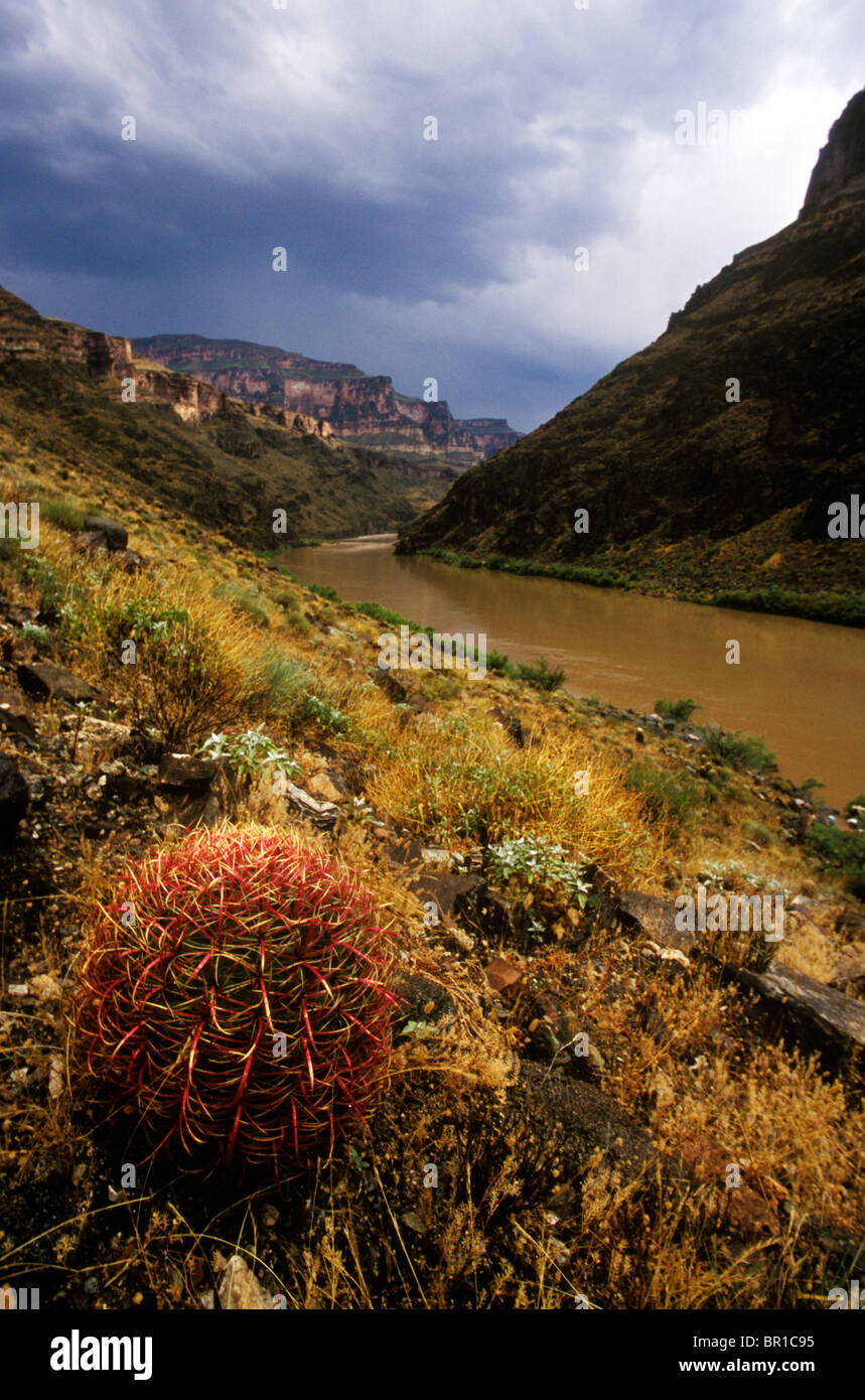 Kalifornien Barrel Cactus (Feracactus Cylindraceus) mit dem Colorado River im Hintergrund, Grand Canyon National Park, Az. Stockfoto