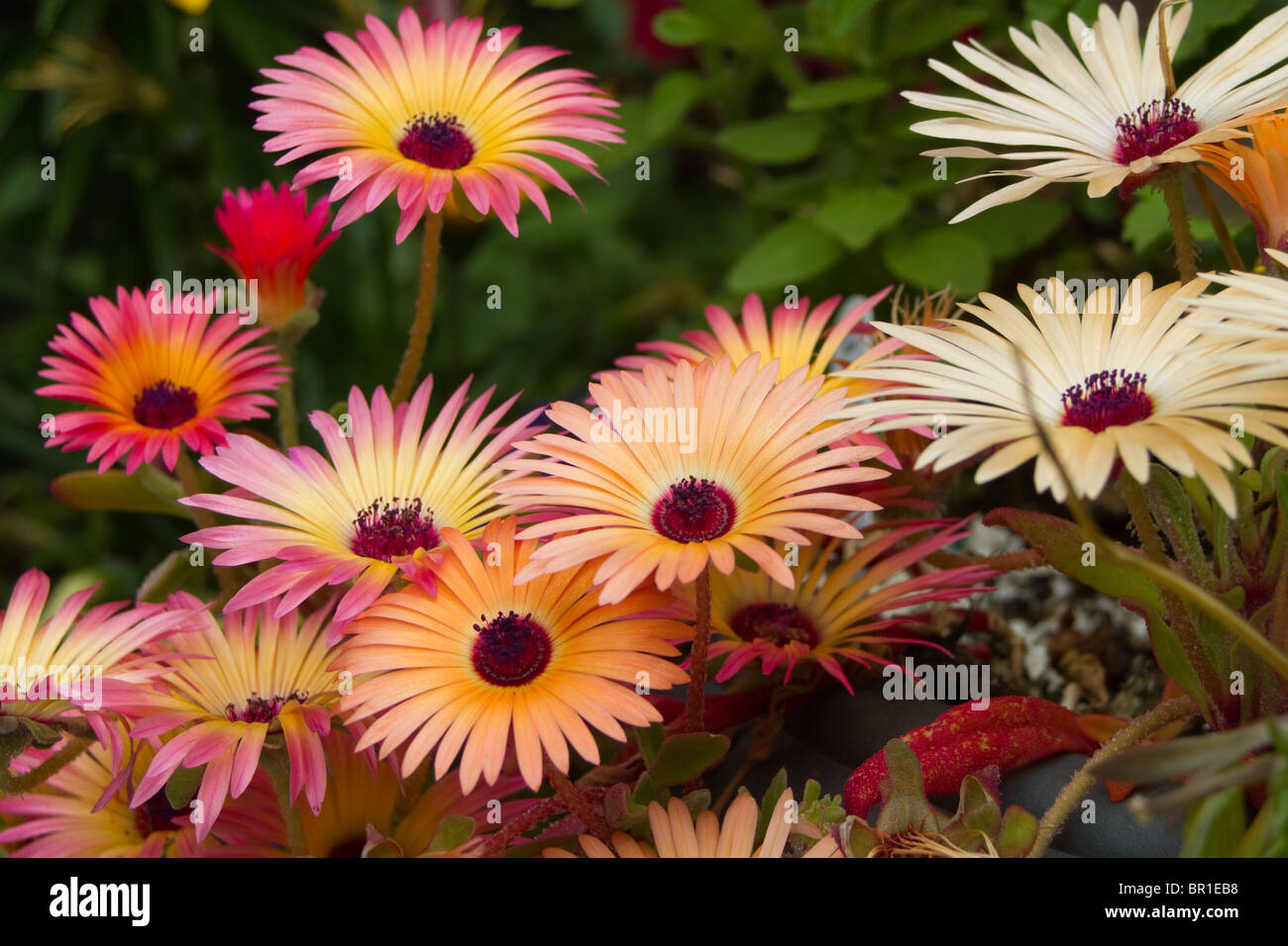 Livingstone Gänseblümchen (Mesembryanthemum) Multi farbige Blumen-Nahaufnahme Stockfoto
