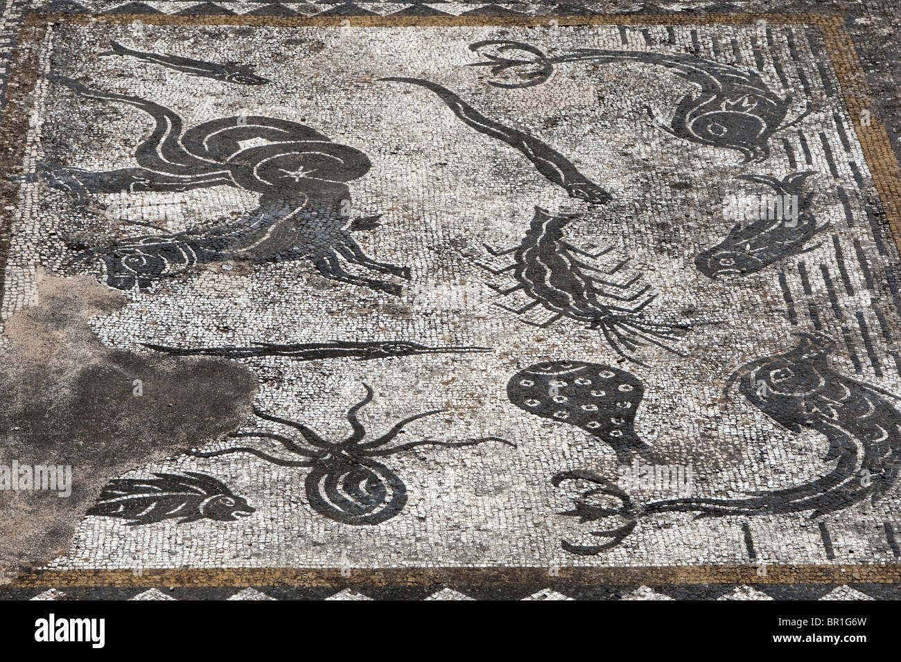 Sea Monster, Haus des Orpheus, Dolphin Mosaik, römischen Stadt Volubilis, Marokko Stockfoto