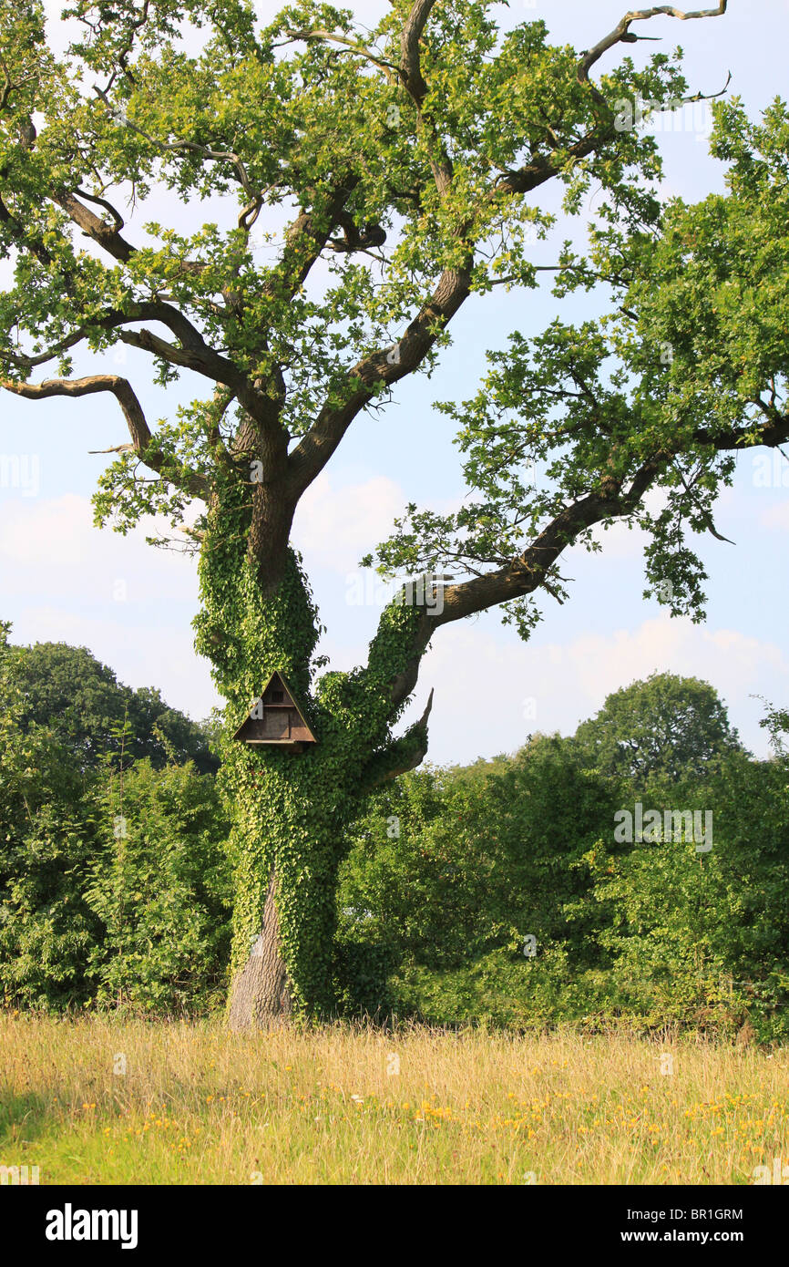 Eule-Box auf Baum in Cheshire, UK (verwendet von Waldkäuze - Strix Aluco). Stockfoto