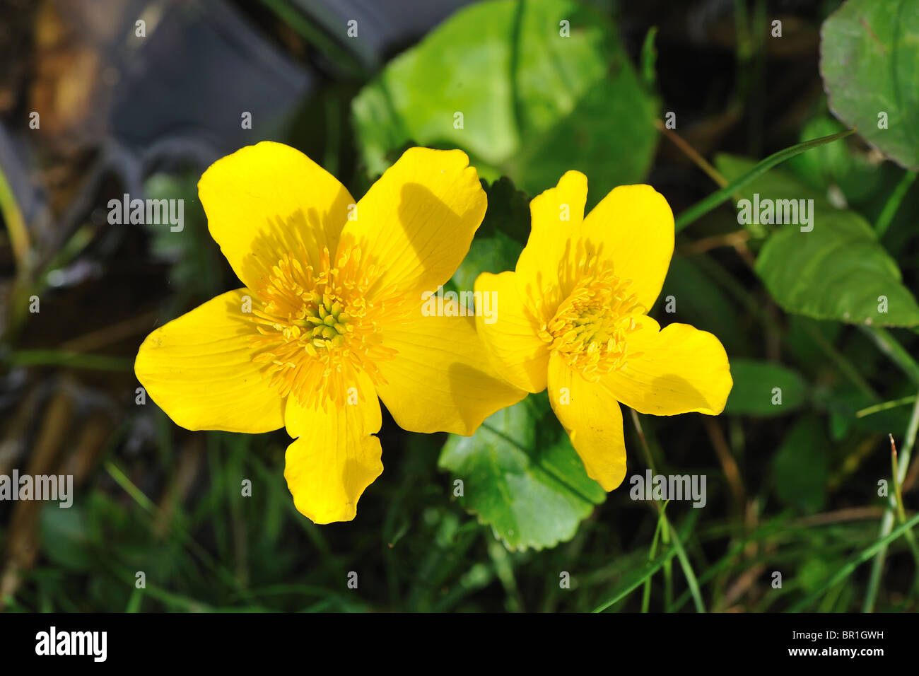 Gelbe Marsh Marigold - Sumpfdotterblumen (Caltha Palustris) blühen im zeitigen Frühjahr (Hahnenfuß-Familie) Stockfoto