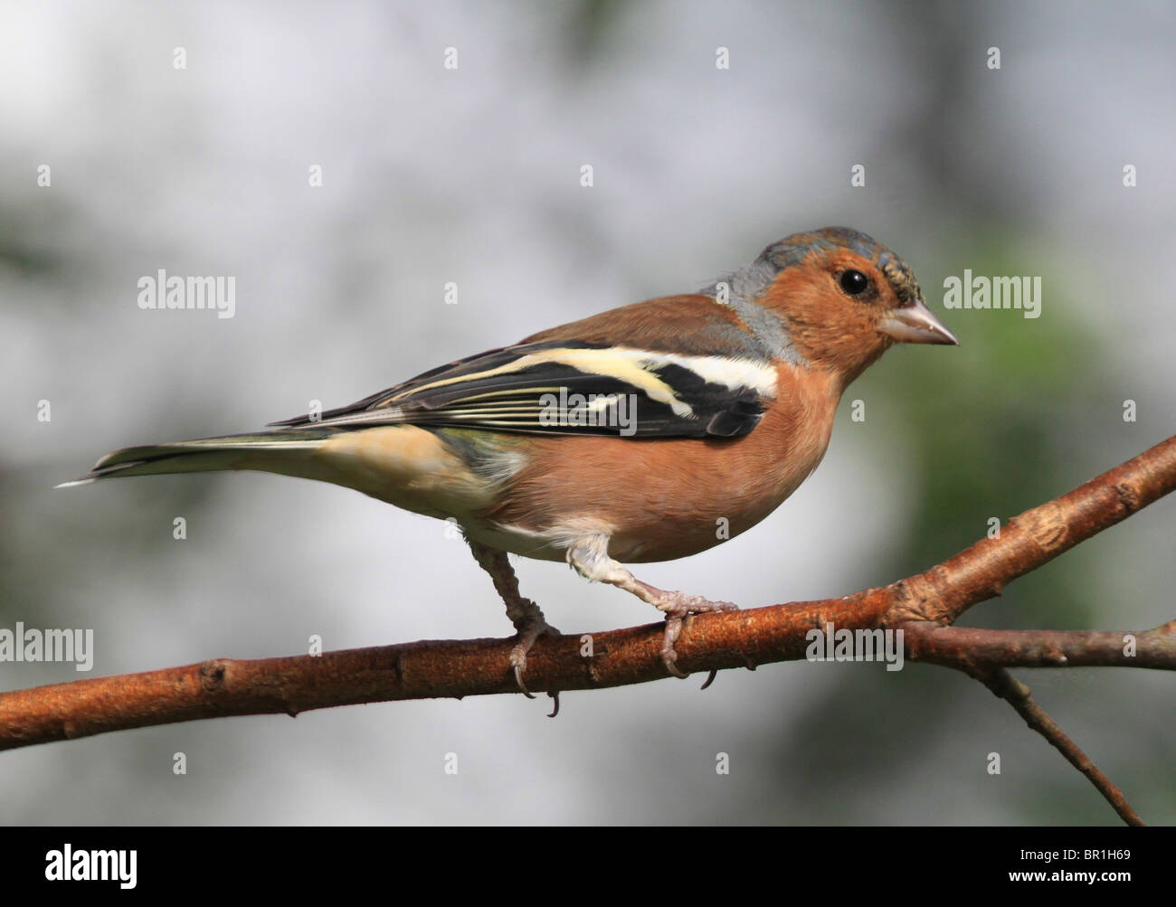 Männlichen Buchfinken (Fringilla Coelebs) thront auf einem Ast in Cheshire, England. Stockfoto