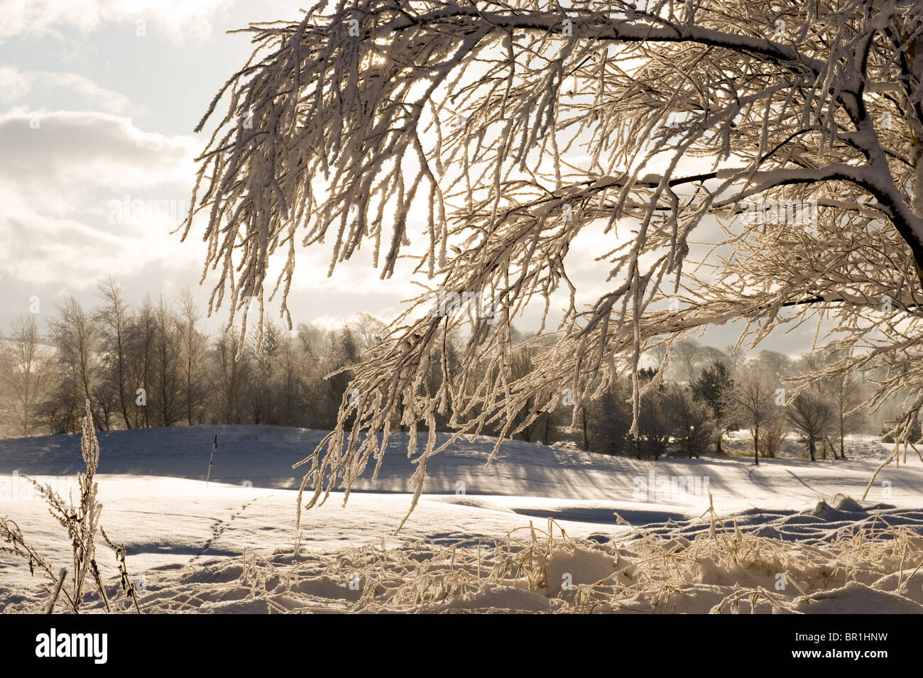 Baum auf einem Golfplatz mit Schnee im winter Stockfoto