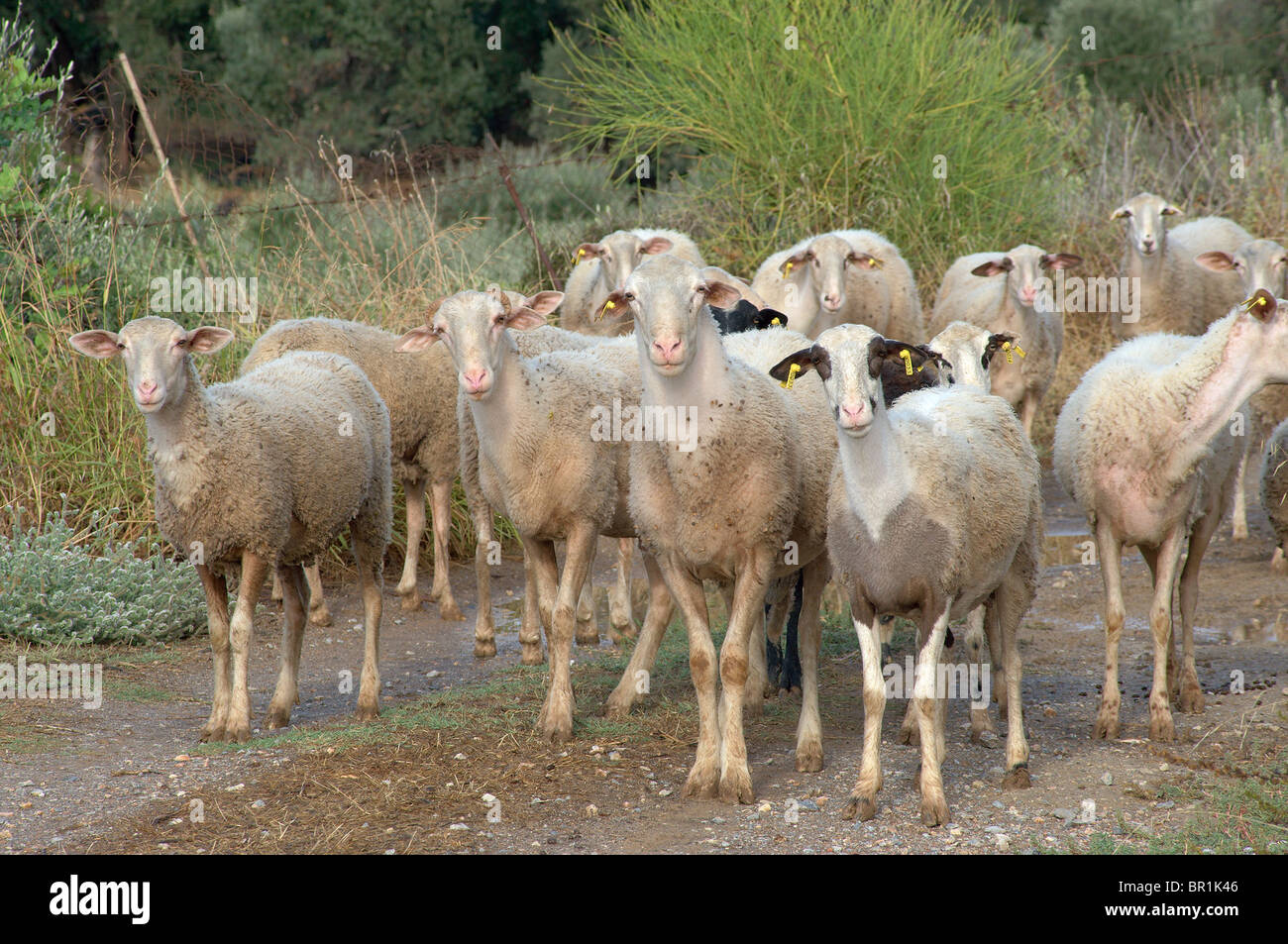 Kretische Schafe mit Ohrmarken Griechenland Stockfoto